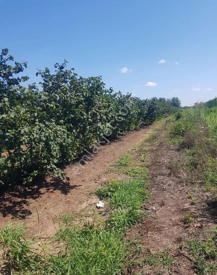 Samsun Çarşamba Damlataş Mah Mevkisinde Denize Yakın 12000 M2 Acil Satılık Fındık Bahçesi - Görsel 26
