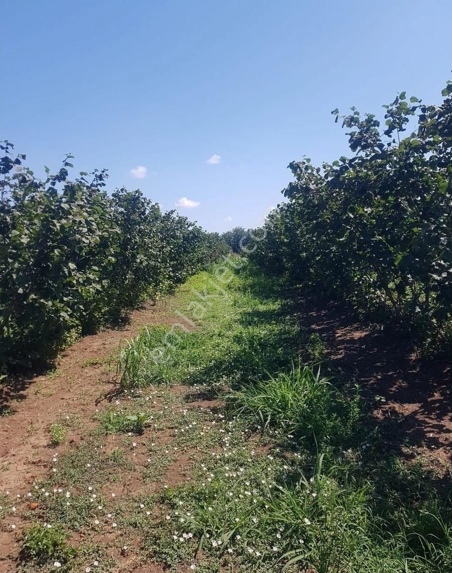 Samsun Çarşamba Damlataş Mah Mevkisinde Denize Yakın 12000 M2 Acil Satılık Fındık Bahçesi - Görsel 18