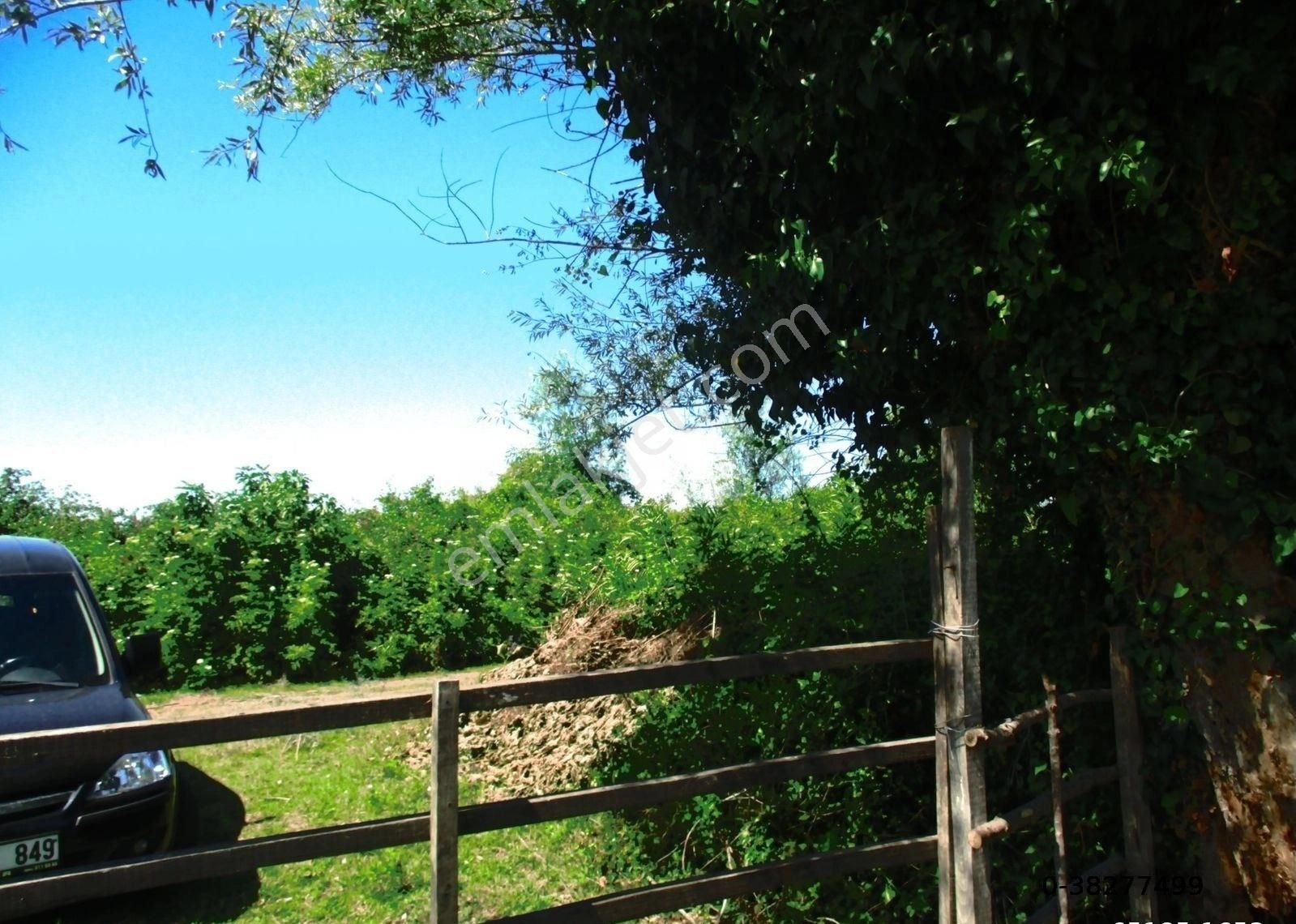 Samsun Çarşamba Damlataş Mah Mevkisinde Denize Yakın 12000 M2 Acil Satılık Fındık Bahçesi - Görsel 2