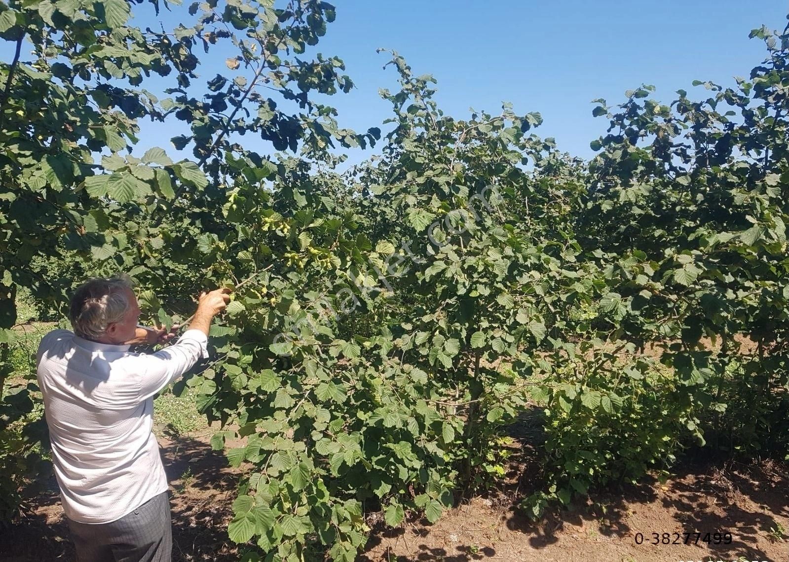 Samsun Çarşamba Damlataş Mah Mevkisinde Denize Yakın 12000 M2 Acil Satılık Fındık Bahçesi - Görsel 6