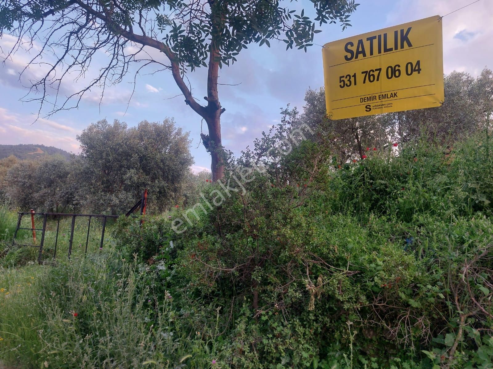 Safir Gayrimenkulden Kırcaklı Mahallesinde Satılık Zeytinlik