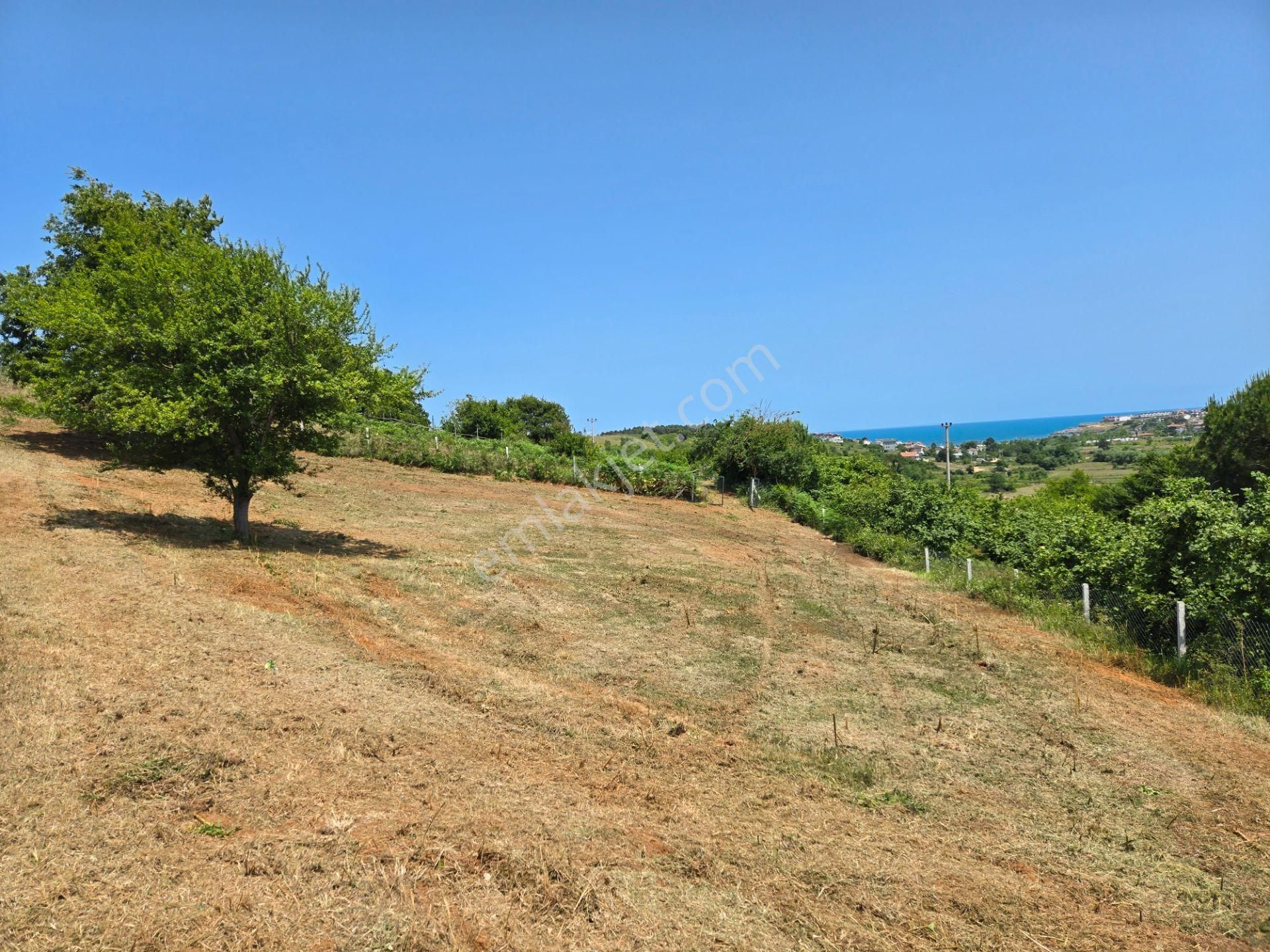 Bağırganlı'da Full Deniz Ve Doğa Manzaralı 1082 M2 Tarla - Görsel 12