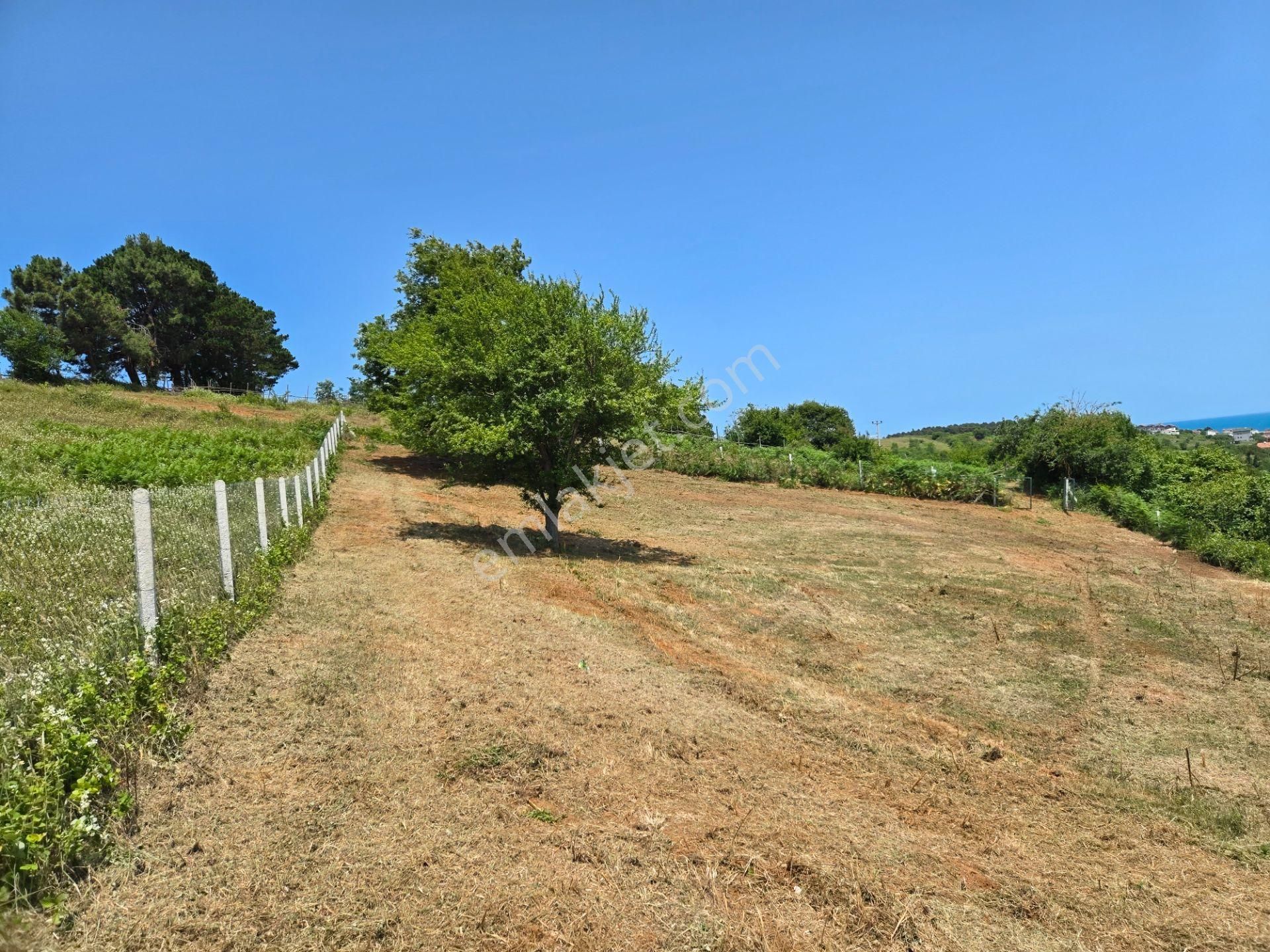 Bağırganlı'da Full Deniz Ve Doğa Manzaralı 1082 M2 Tarla - Görsel 11