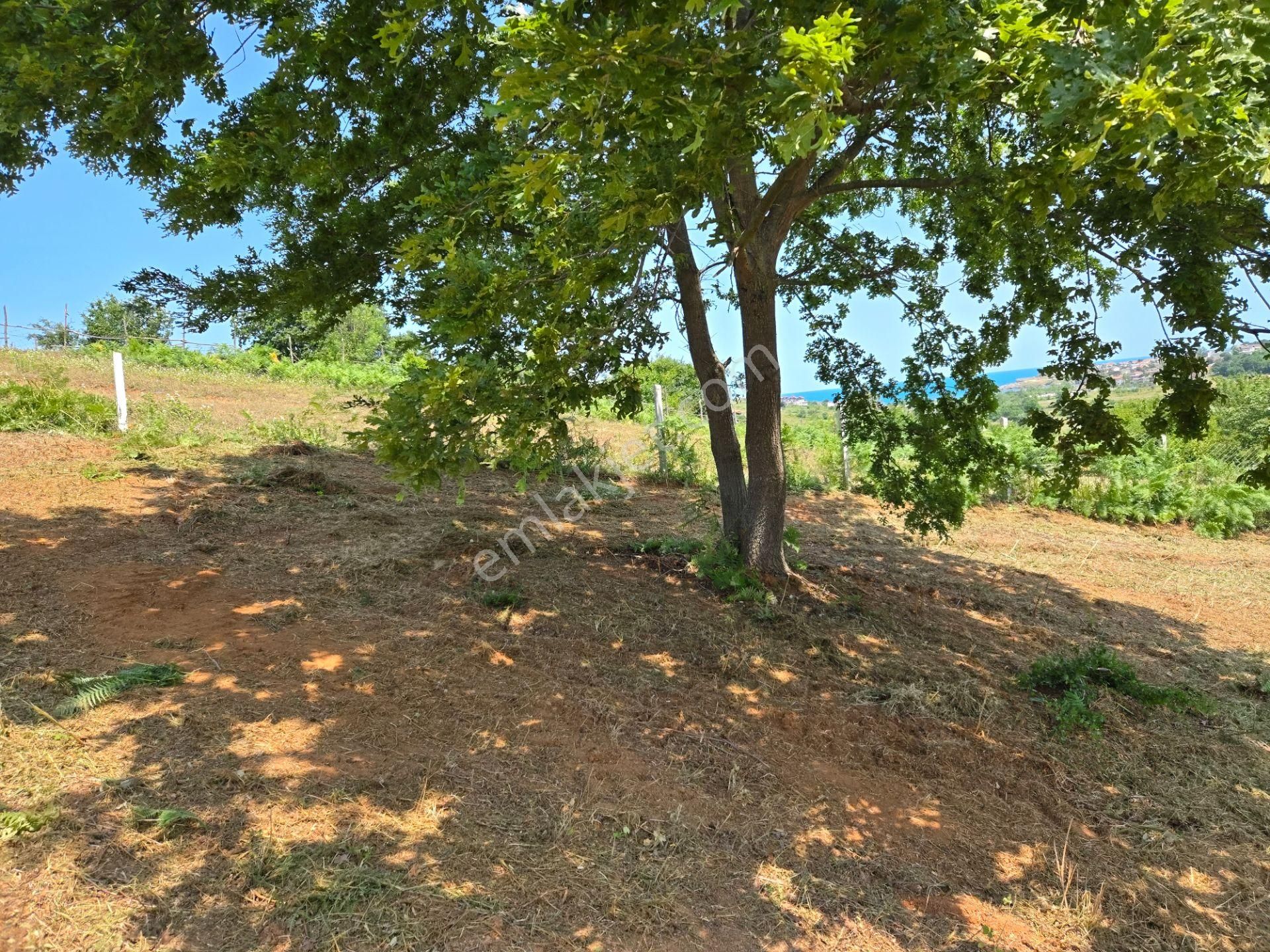 Bağırganlı'da Full Deniz Ve Doğa Manzaralı 1082 M2 Tarla - Görsel 10