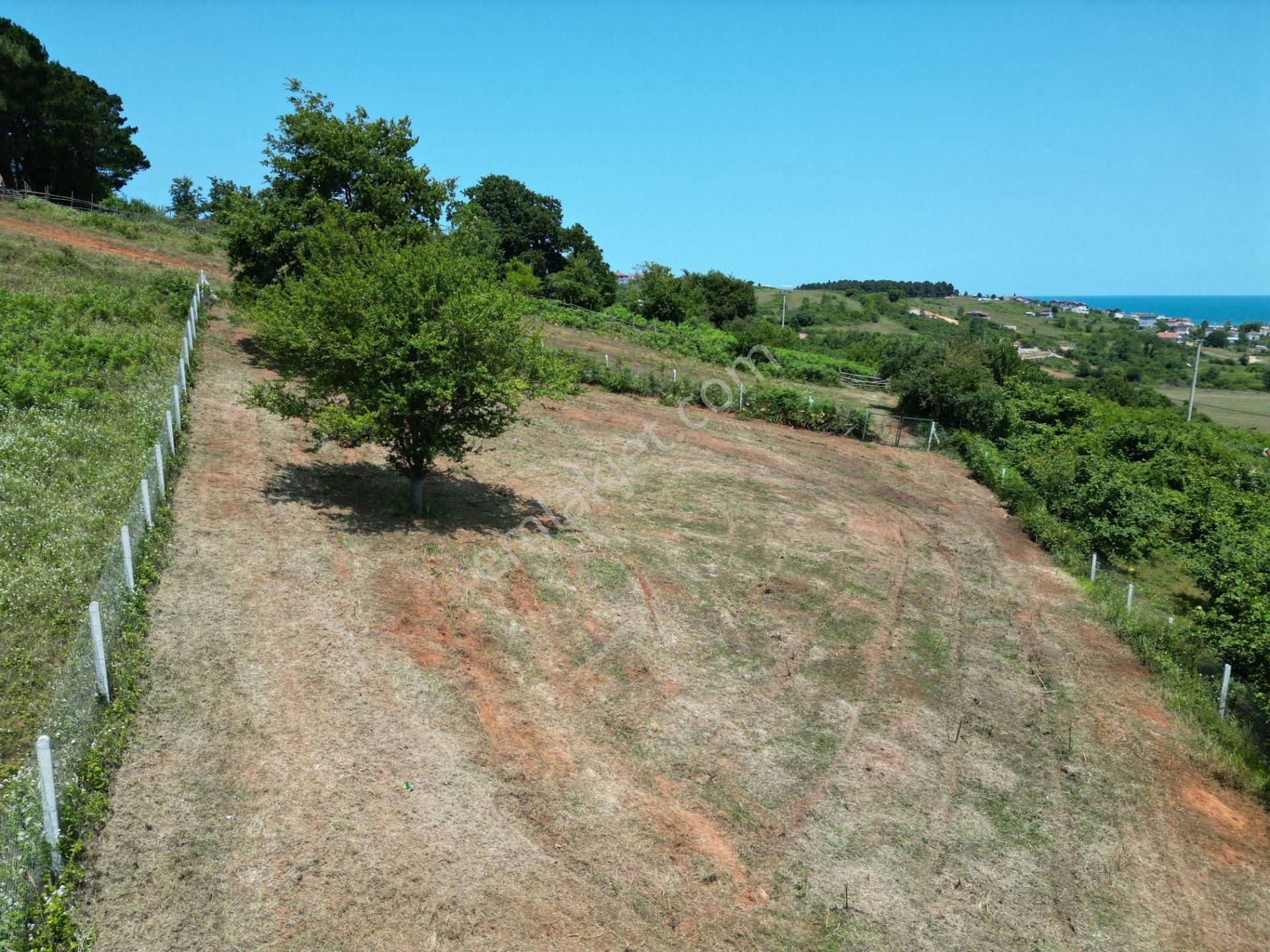 Bağırganlı'da Full Deniz Ve Doğa Manzaralı 1082 M2 Tarla - Görsel 15