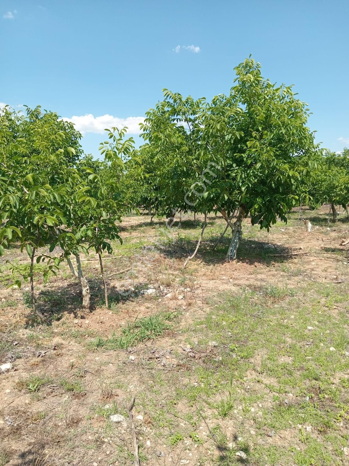 Burdur/gölhisar/kargalık 'ta Bakımlı Yetişkin Ceviz Bahçesi.vatan - Görsel 2