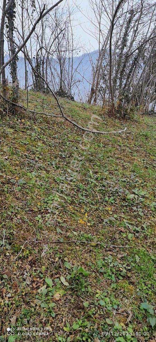 İnanç Primedan Çandır Köyünde 10,7 Dönüm Satılık Fındık Bahçesi