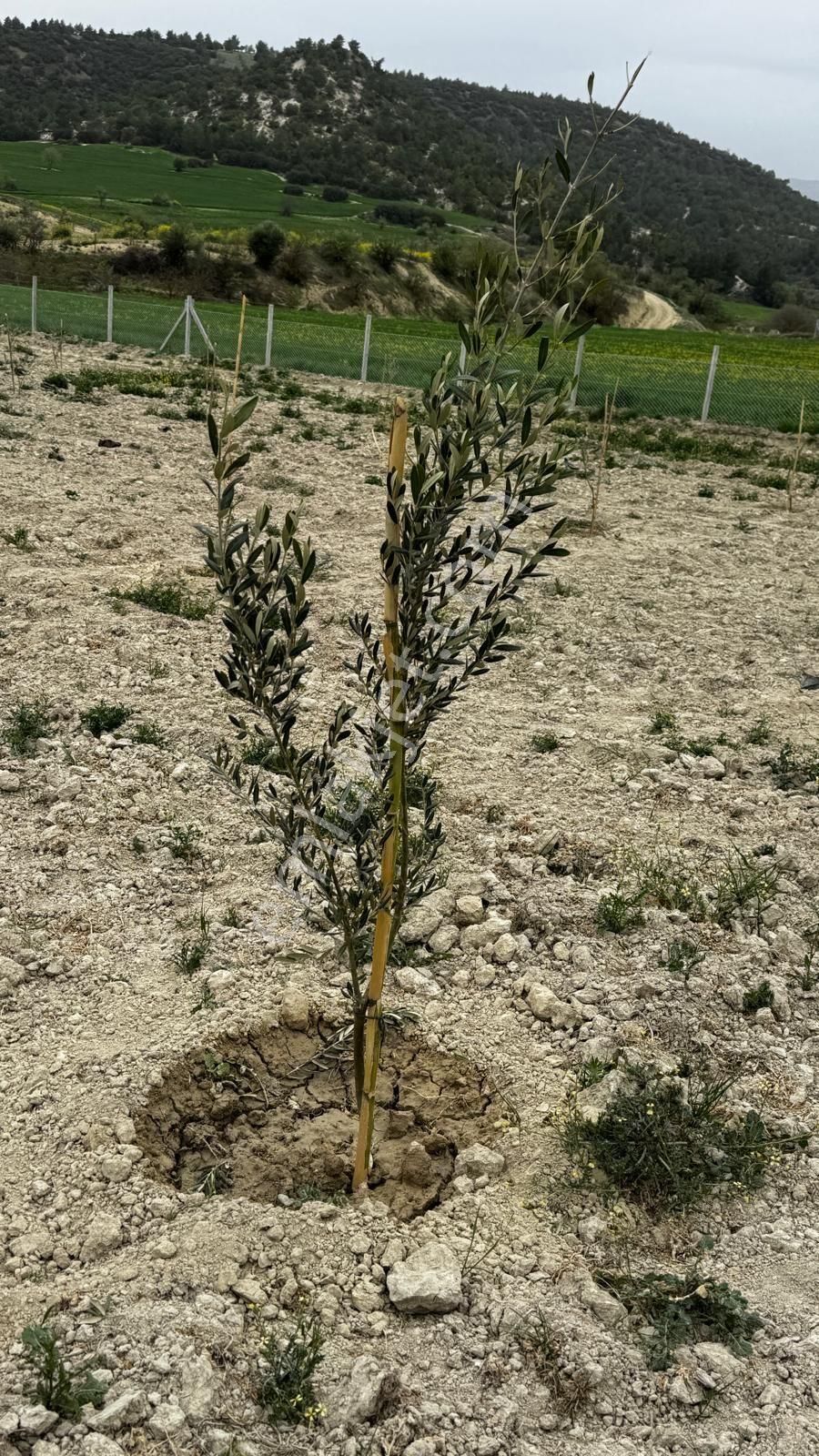 Denizli Sarayköy Kumlucada 4 Dönüm Zeytin Bahçemiz Satiliktir - Görsel 5