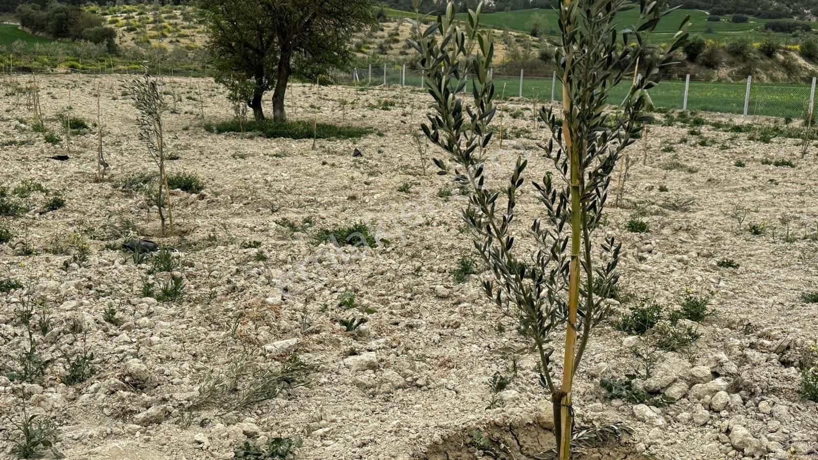 Denizli Sarayköy Kumlucada 4 Dönüm Zeytin Bahçemiz Satiliktir - Görsel 6