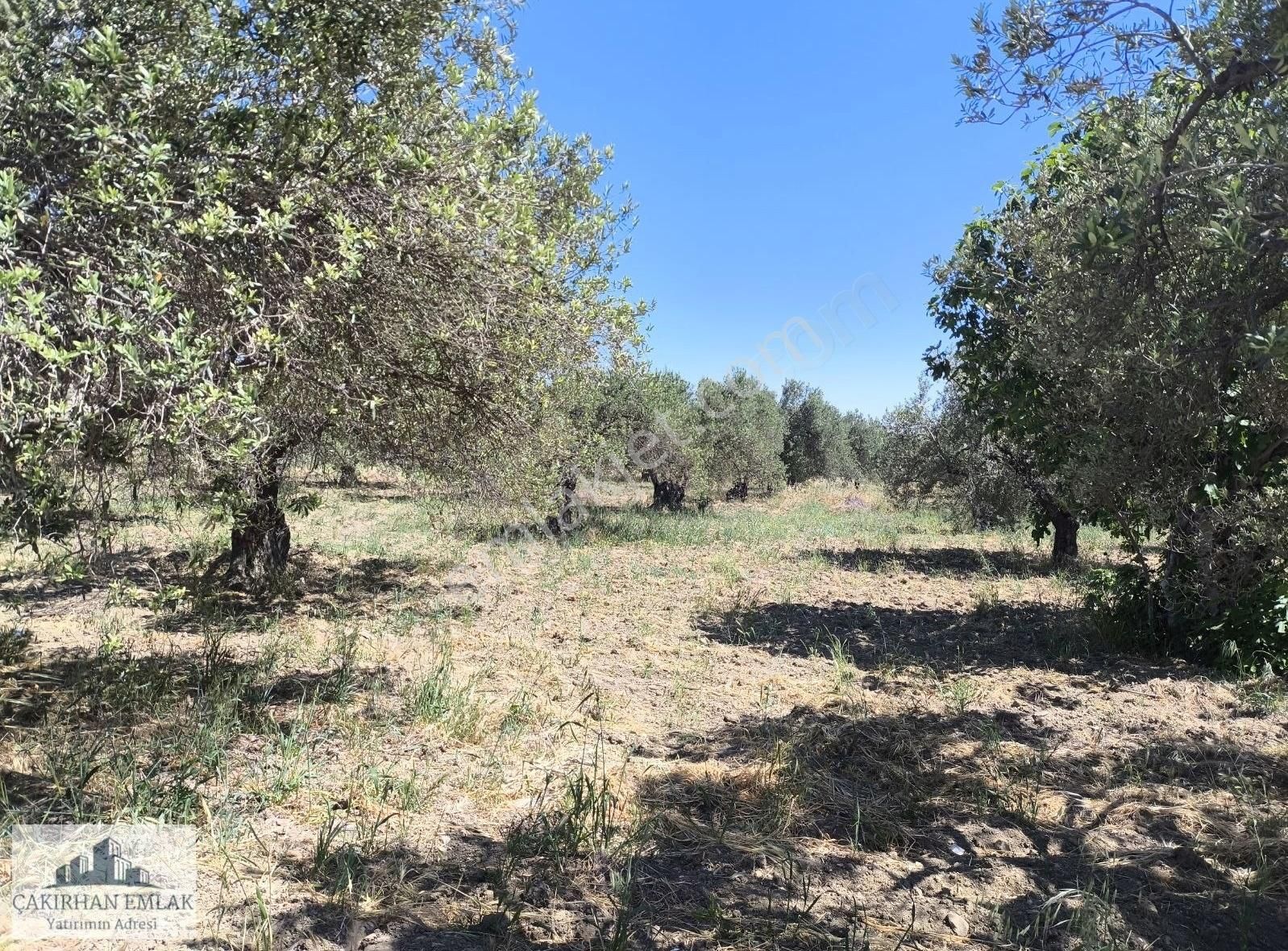 İmara Sıfır Ve Denize Yürüme Mesafe Sinde Satılık Zeytinlik - Görsel 12