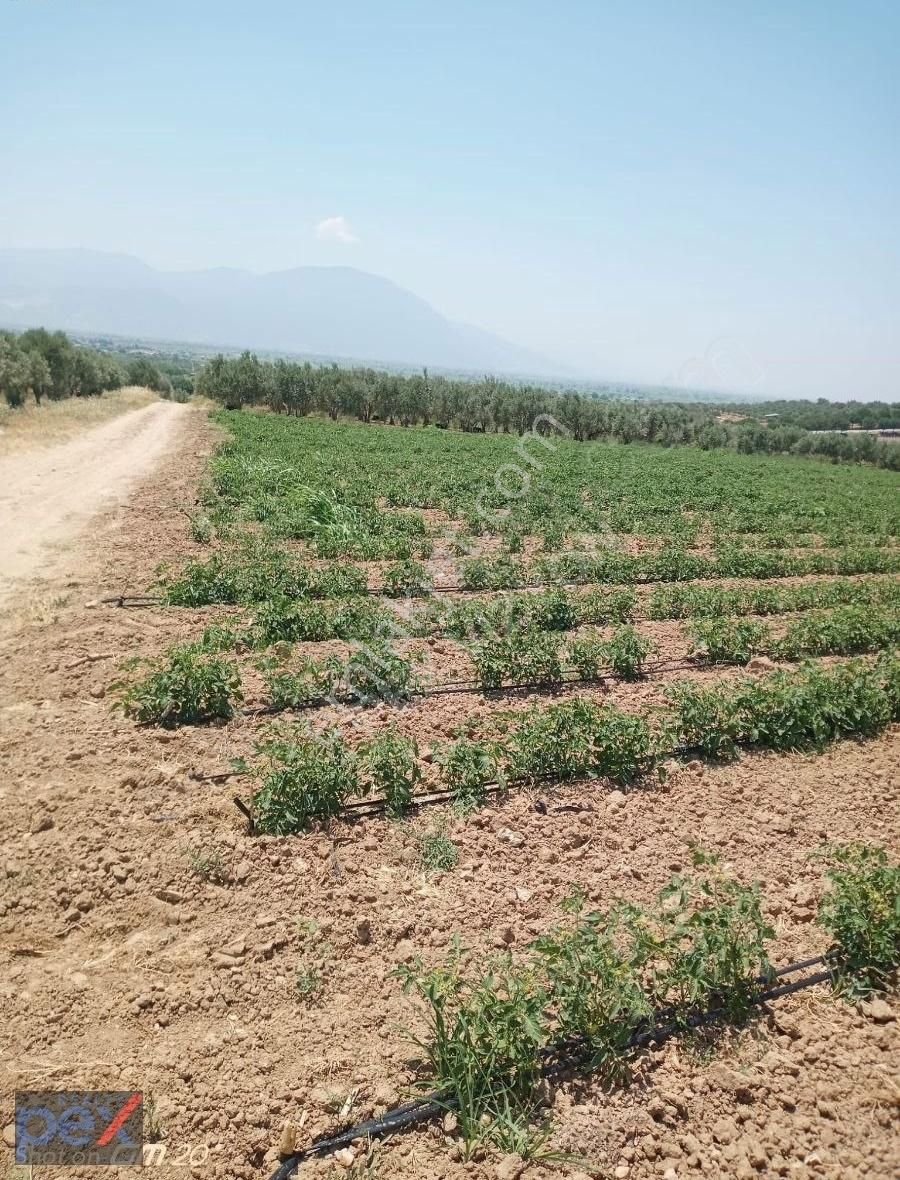 Manisa Saruhanlı'da 9362 M2 Satılık Tarla