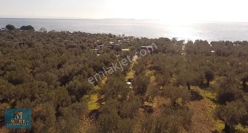 Çanakkale Ayvacık Ahmetçe Sahilde Zeytinlik