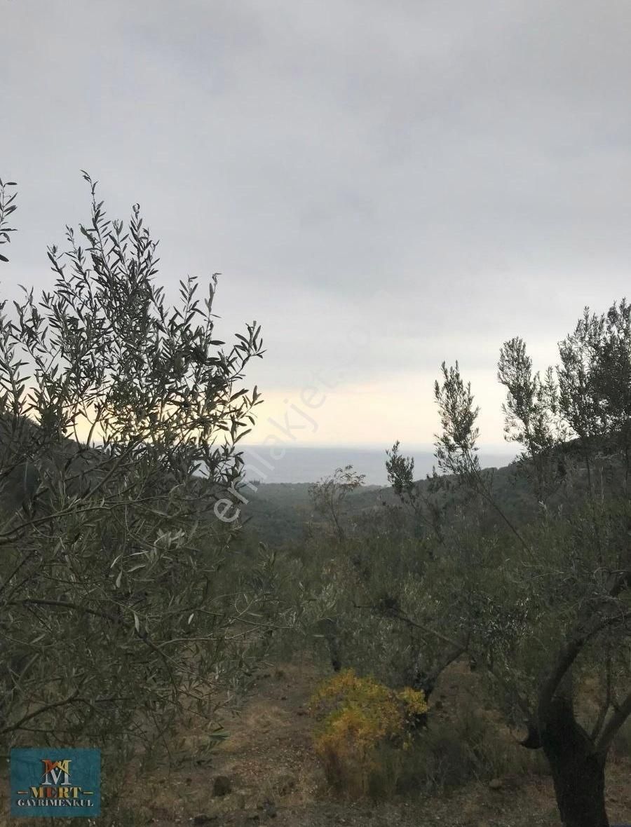 Çanakkale Ayvacik Ahmetçe Köyünde Zeytinlik