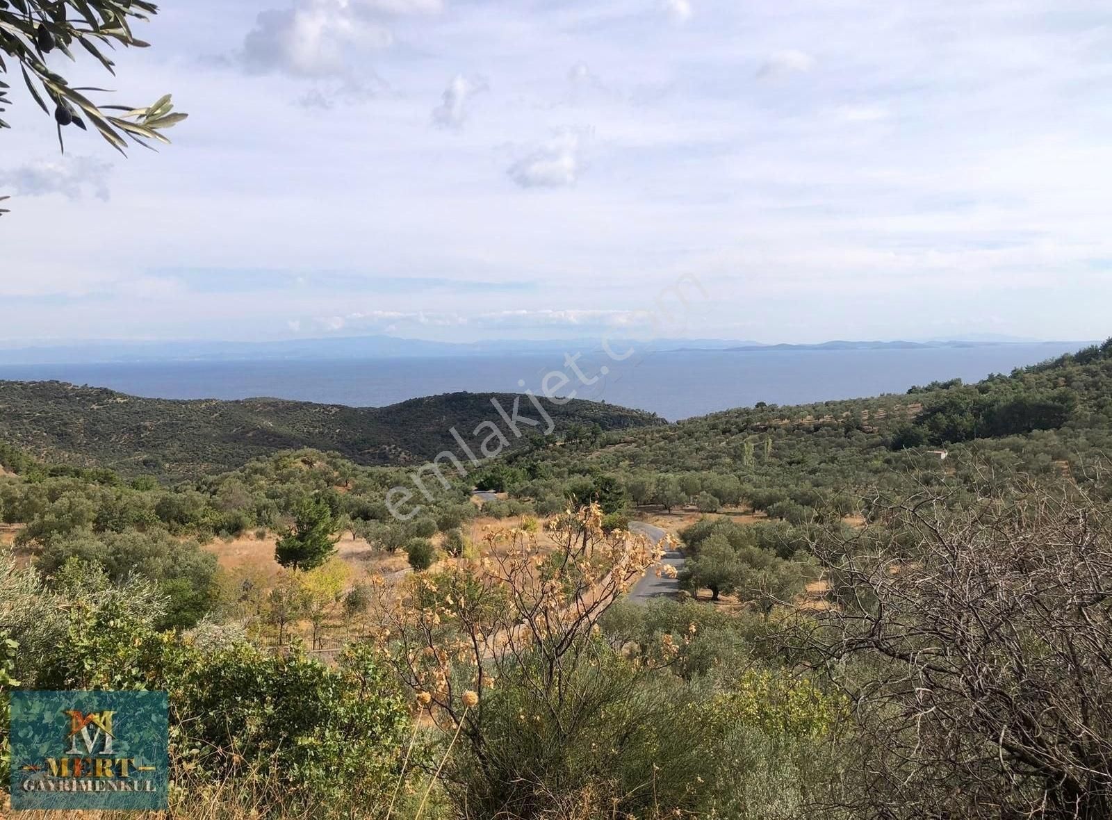 Çanakkale Ayvacık Kayalar Köyünde Sahil Yoluna Cephe Zeytinlik