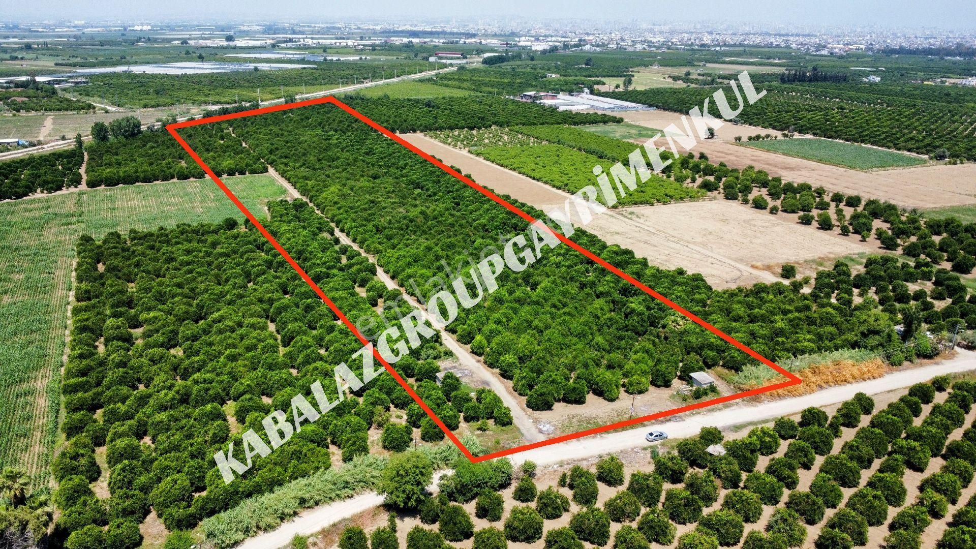 Adana Seyhan Mıdık'ta Fırsat19 Dönüm Portakal Bahçesi (41)
