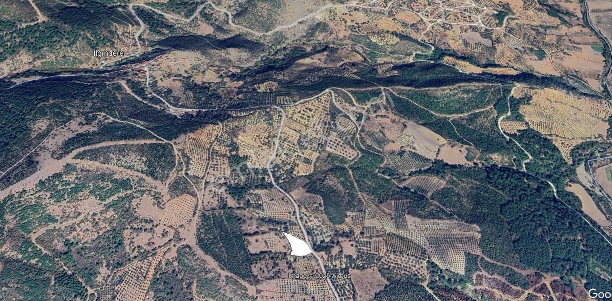 Bergama Yukarı Ilgındere Mahallesinde Satılık Zeytinlik - Görsel 3
