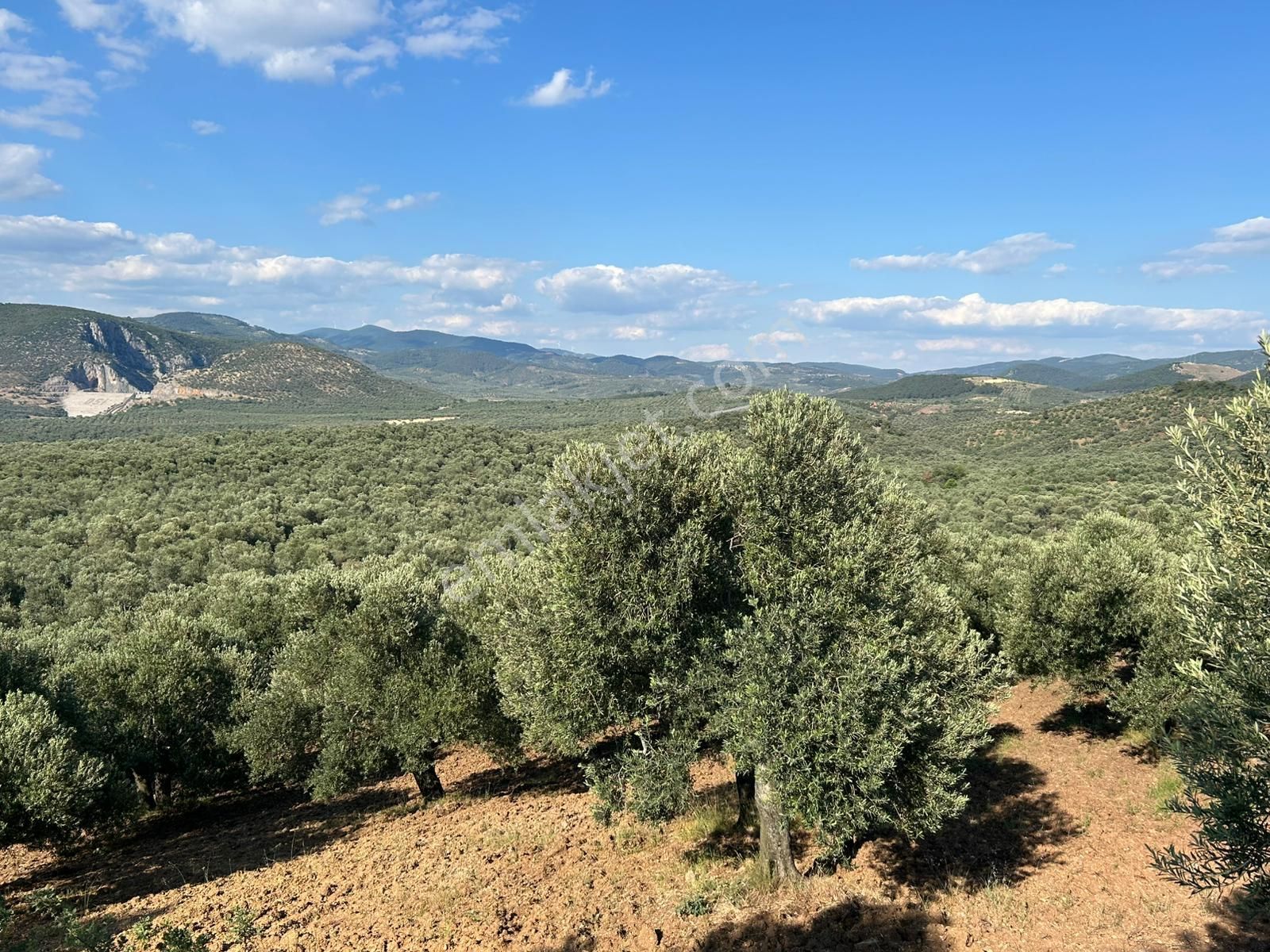 Kaptan Gayrimenkul'den Havran-köylüce'de Satılık 12.728 M2 Zeytinlik
