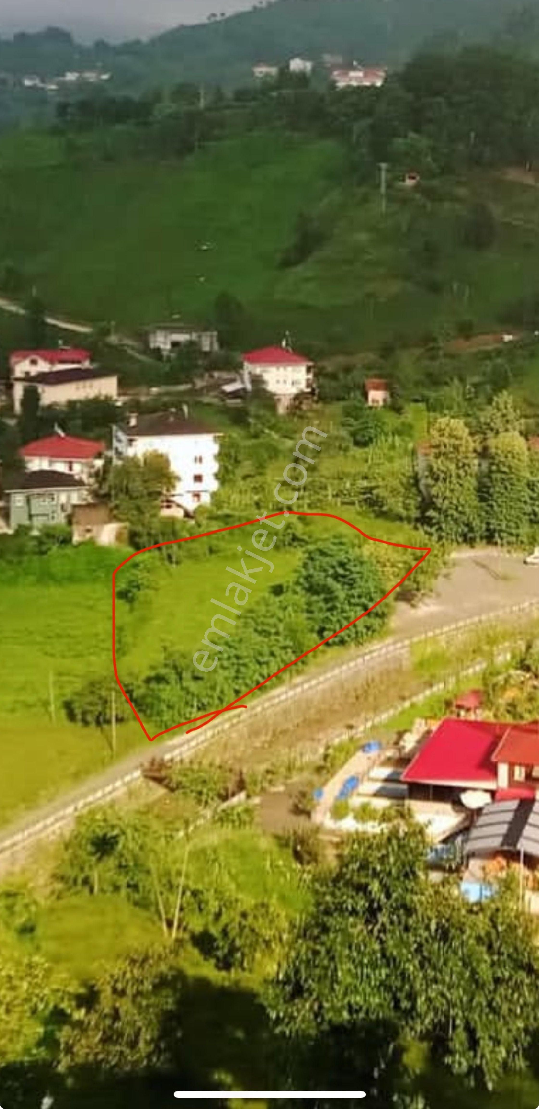 Rize Pazar Dernek Köyü Düz Arazi