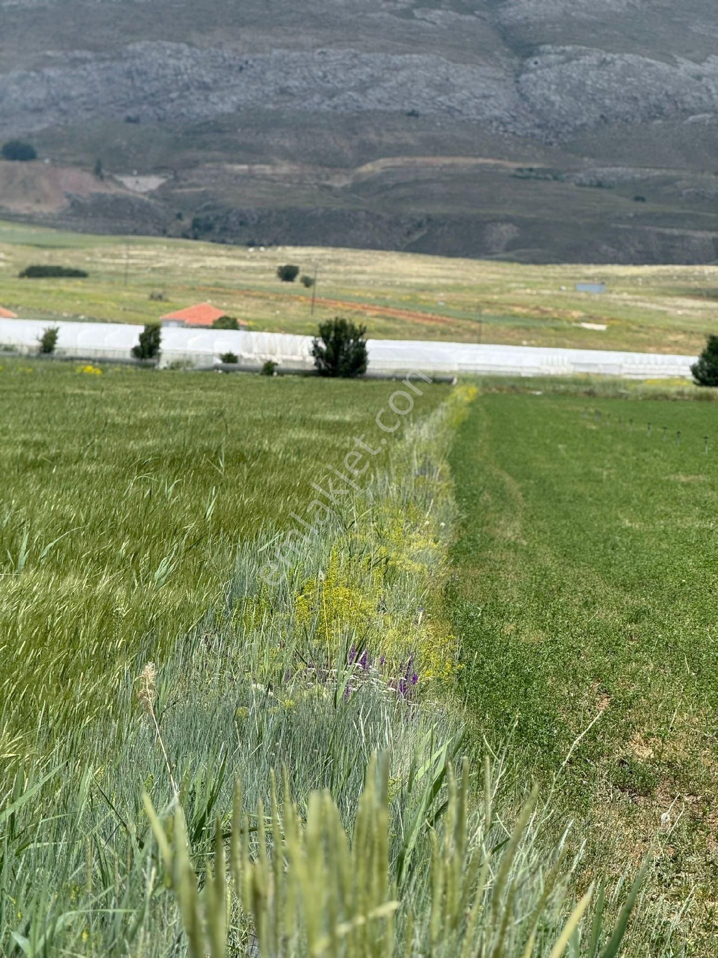 Sera Yeri Korkutelınde 9200 M2 Arazı Açıklamayı Okuyunuz