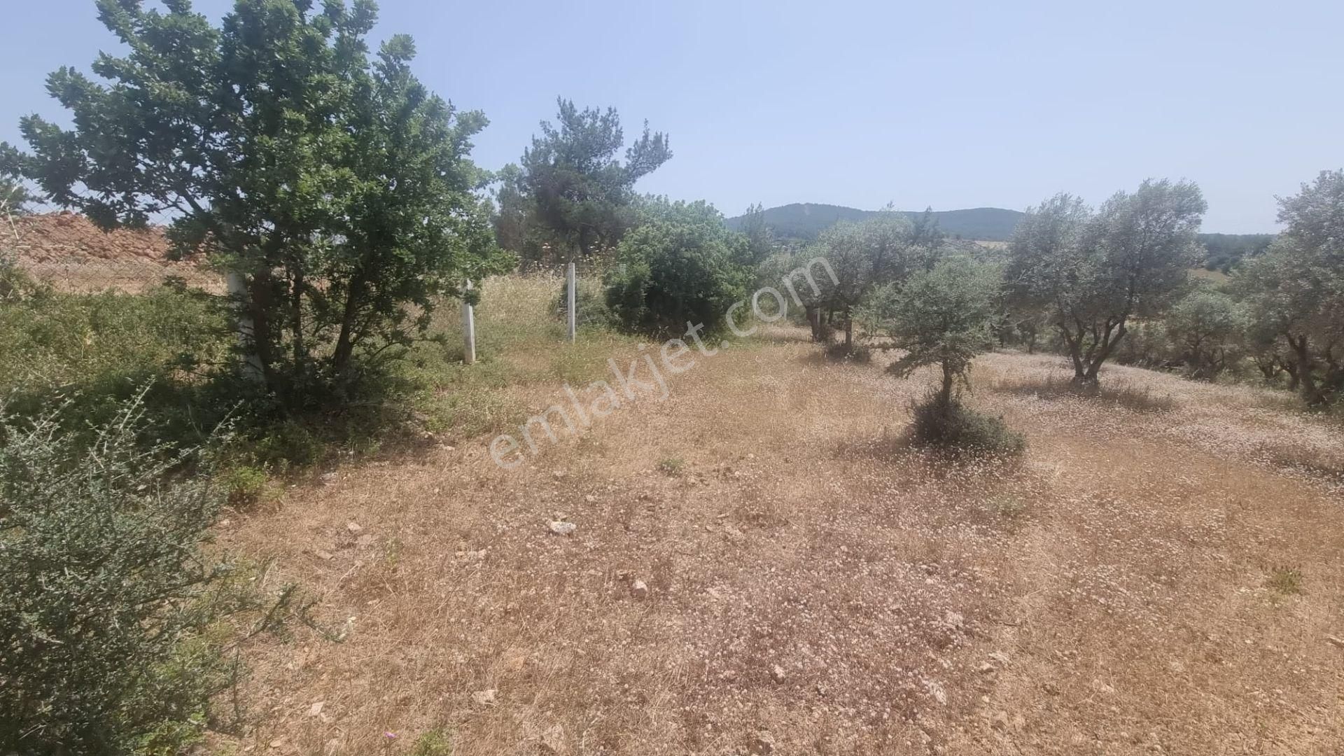 Eşiyok Emlak'tan Torbalı Çamlıca Da Satılık Tarla/zeytinlik