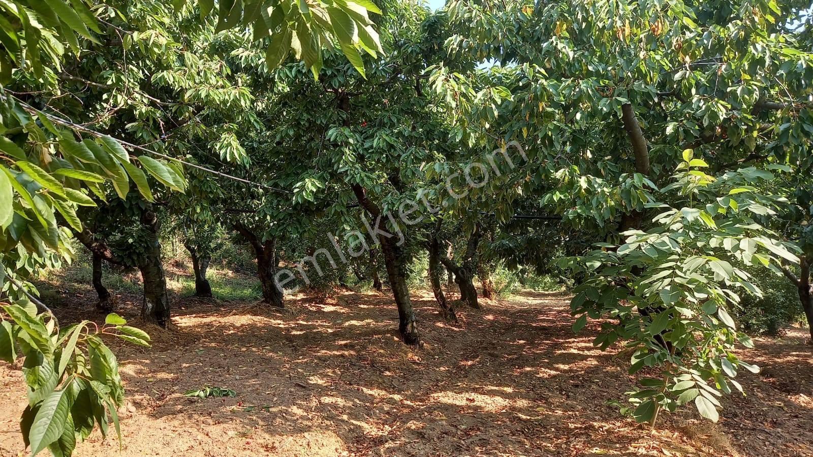 Turgutlu Satılık Kayrak Mah 4130m2 Tek Tapu Meyve Bahçesi Su Ve Yolu Var - Görsel 4
