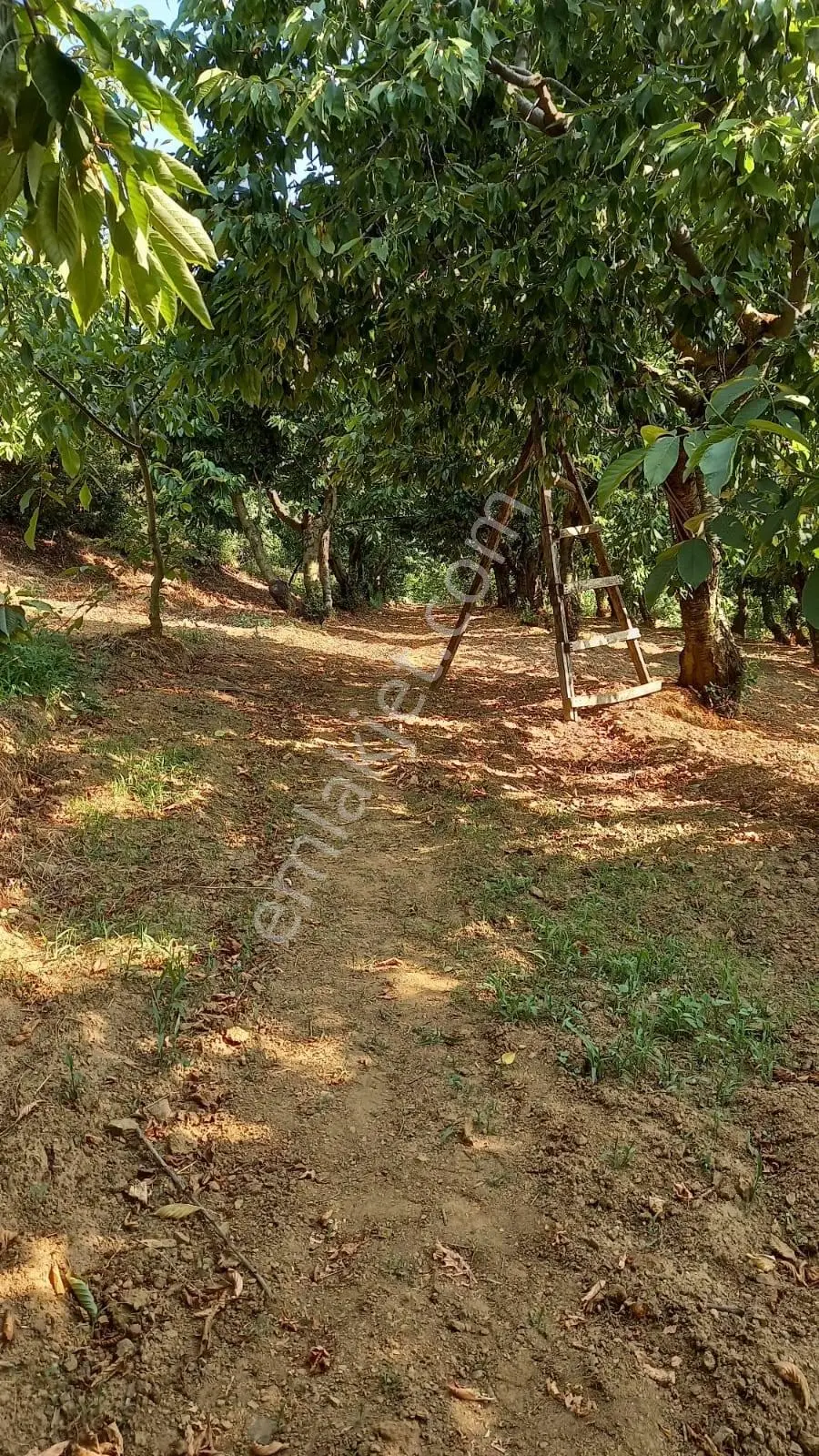 Turgutlu Satılık Kayrak Mah 4130m2 Tek Tapu Meyve Bahçesi Su Ve Yolu Var - Görsel 2