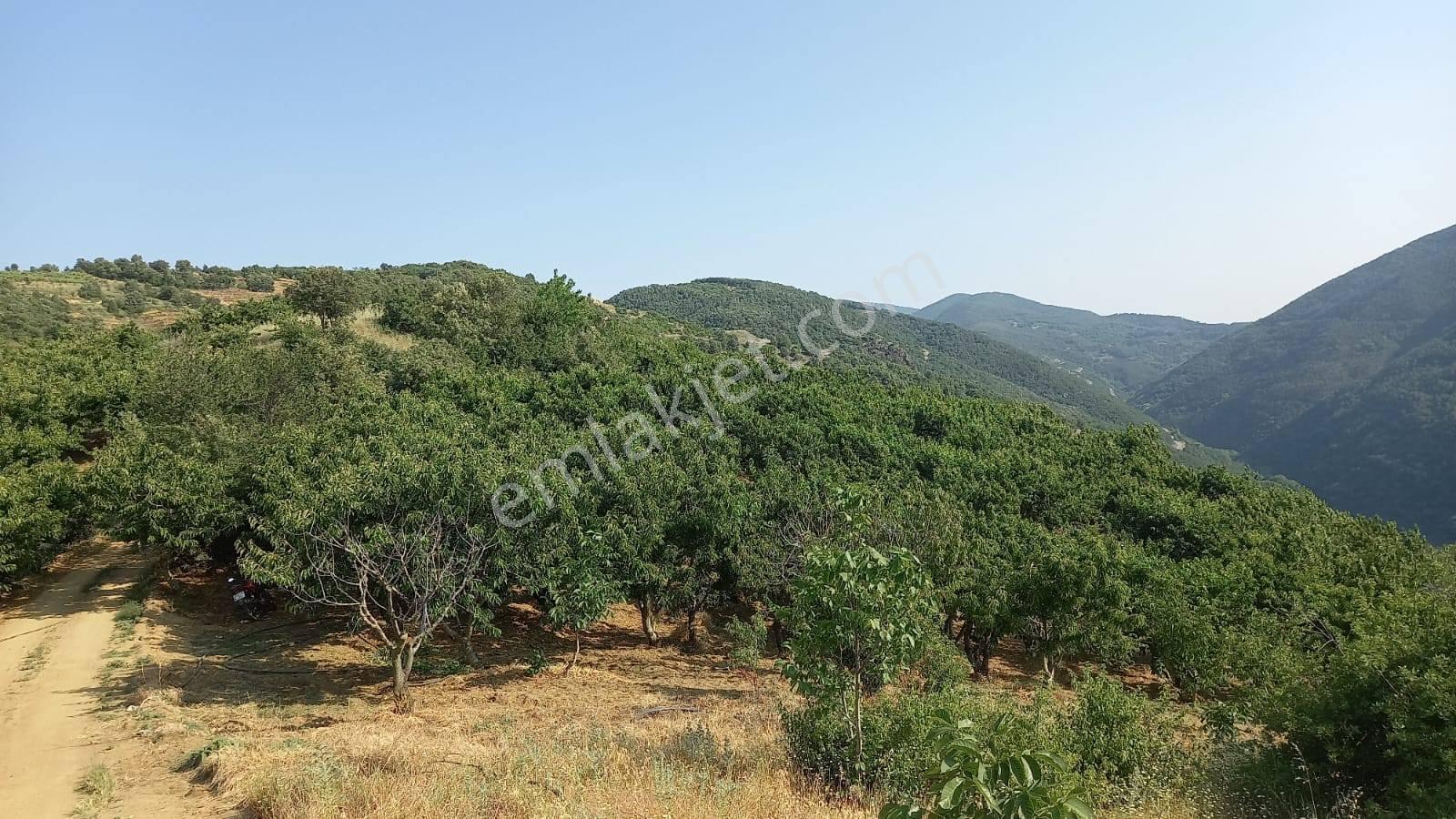 Turgutlu Satılık Kayrak Mah 4130m2 Tek Tapu Meyve Bahçesi Su Ve Yolu Var - Görsel 6