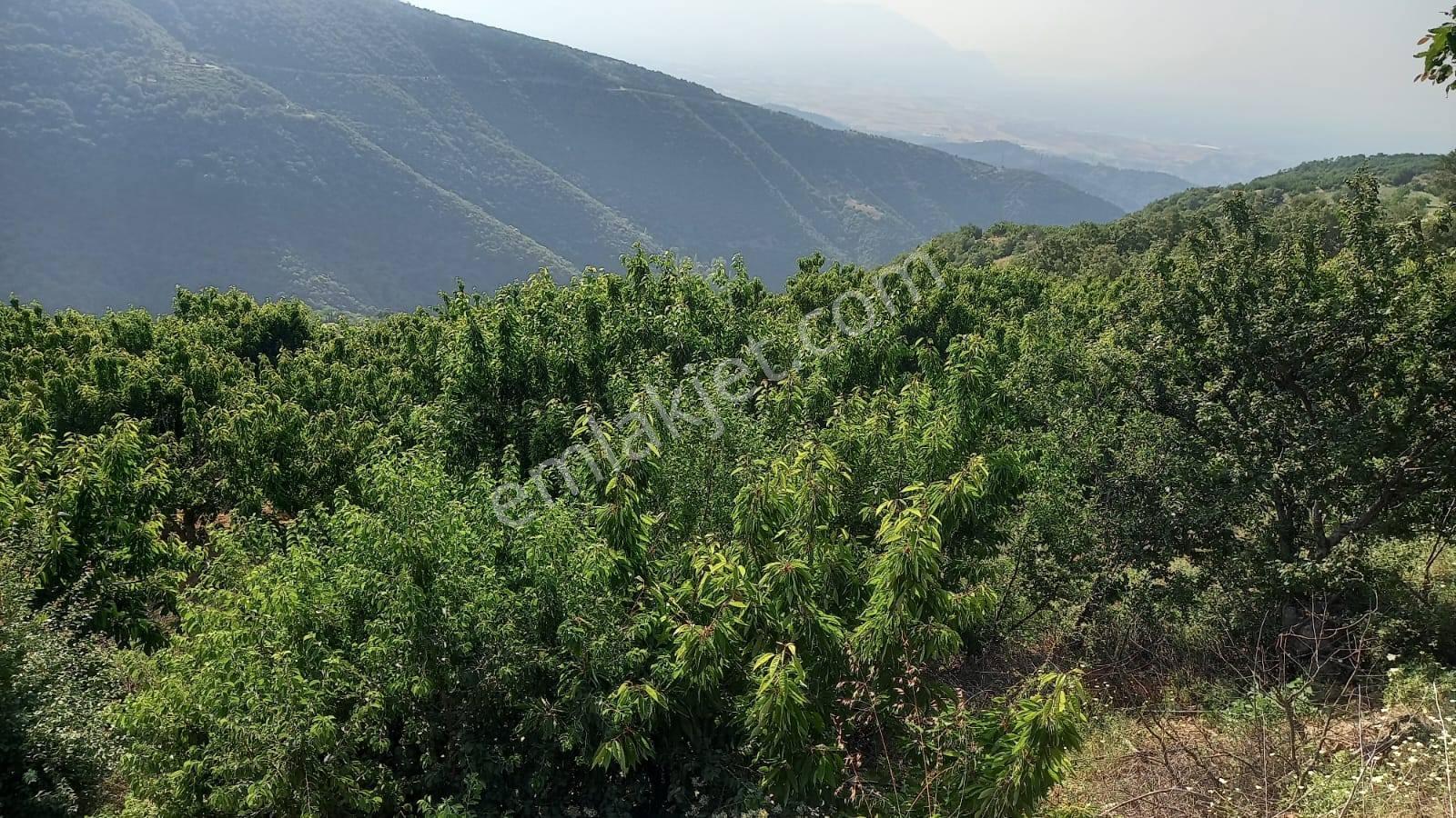 Turgutlu Satılık Kayrak Mah 4130m2 Tek Tapu Meyve Bahçesi Su Ve Yolu Var - Görsel 5