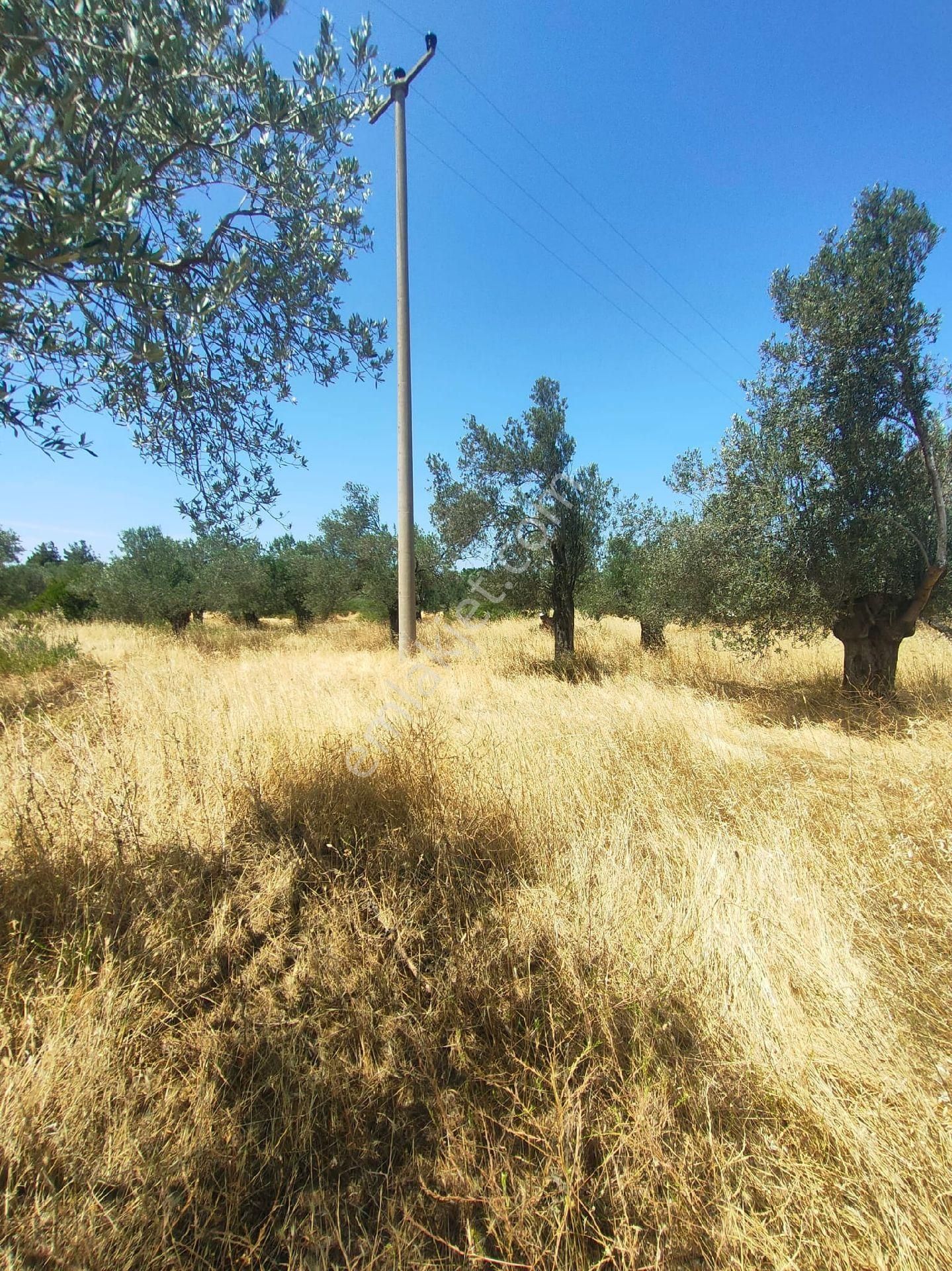 Balıkkesir, Burhaniye, Yunus, Mahallesinde Merkezde 1.635 M2 Zeytinlik