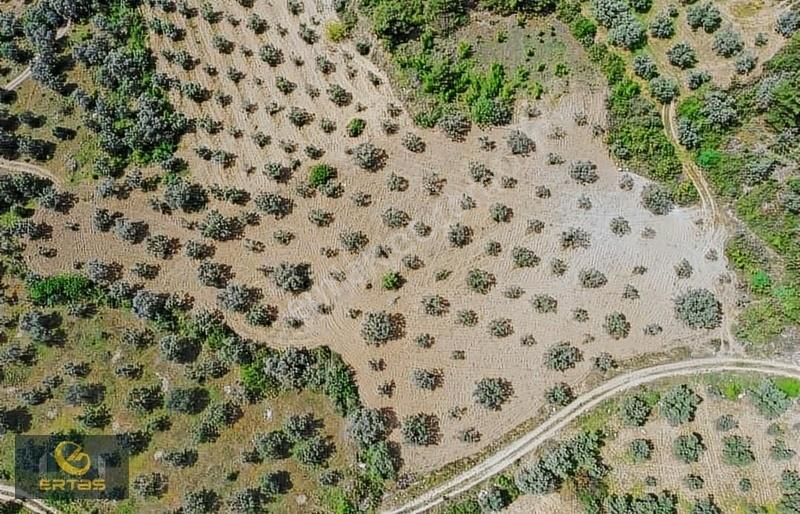 Pamukova'da Resmi Yolu Olan, Havadar Ve Manzaralı Zeytin Bahçesi