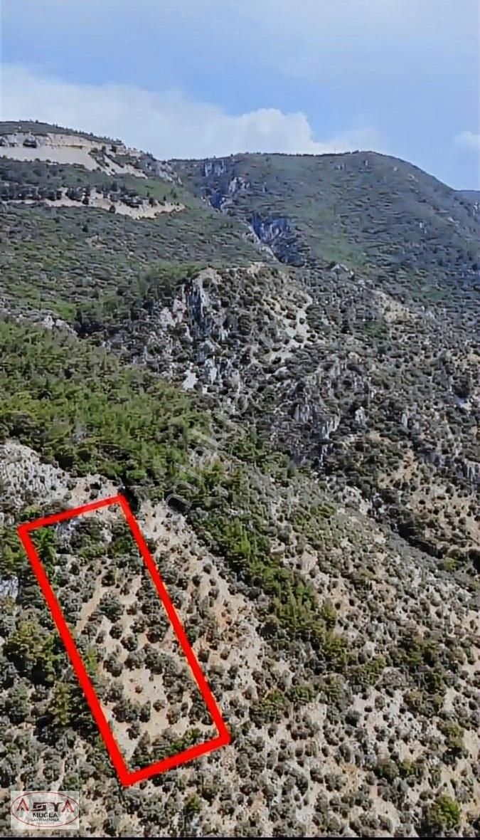 Muğla Ula Gökovada Satılık Zeytinlik