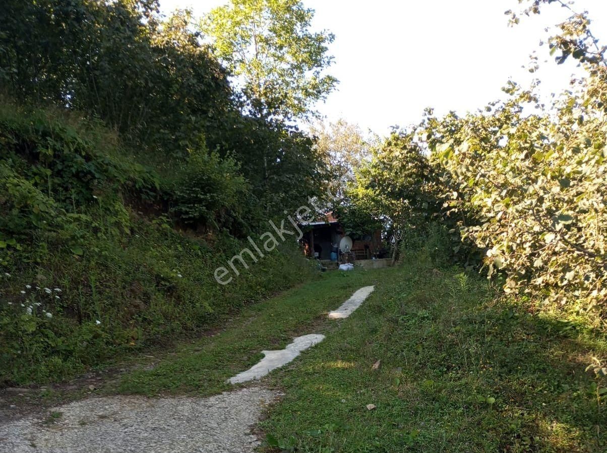 Murat Türkmen'den Samsun_terme'de Satılık Tek_tapu Mükemmel_konumda Hesaplı 1200-m2 Fındık_bahçesi