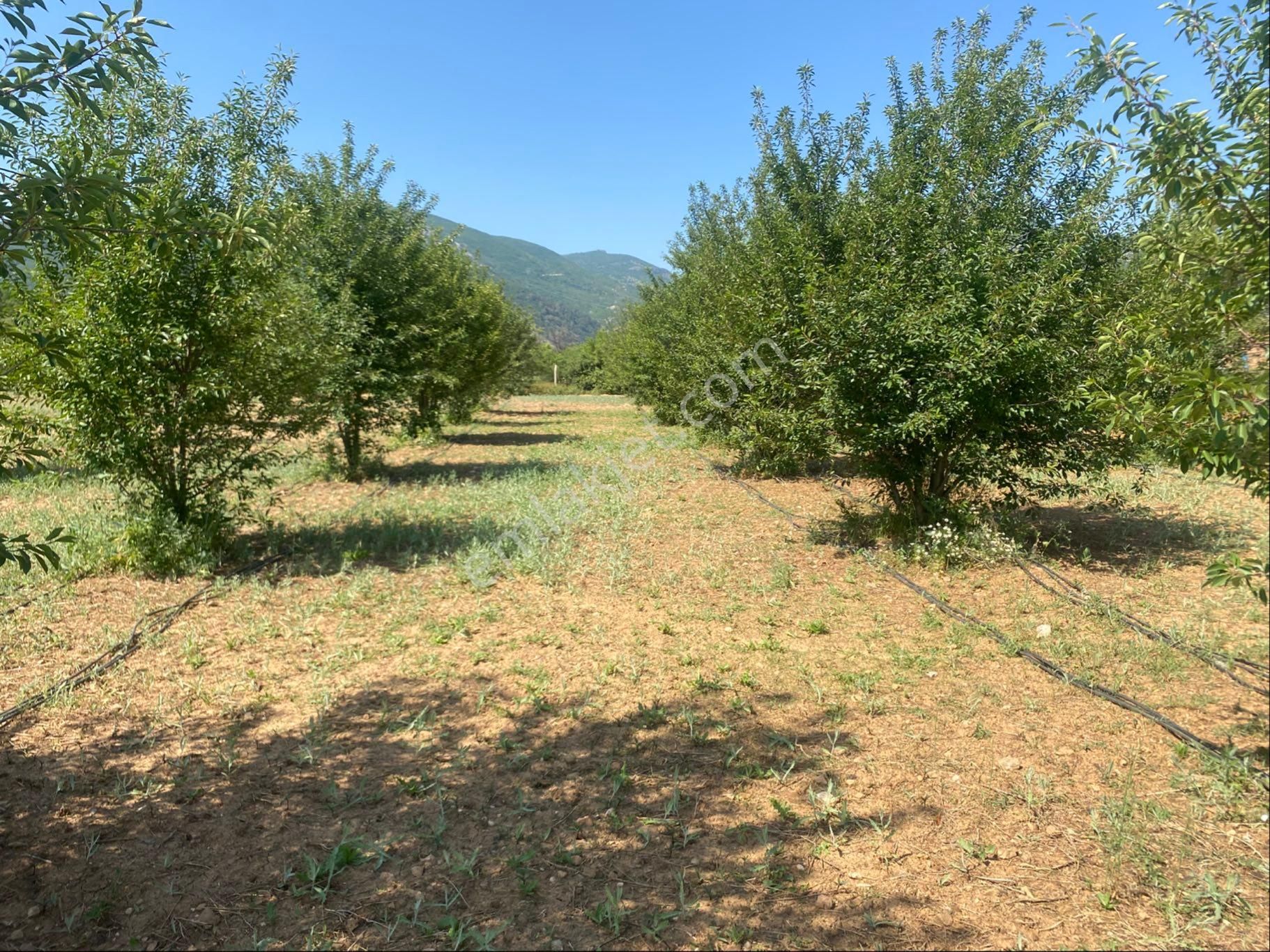 Dinamikten Satlık Bahçe - Görsel 4