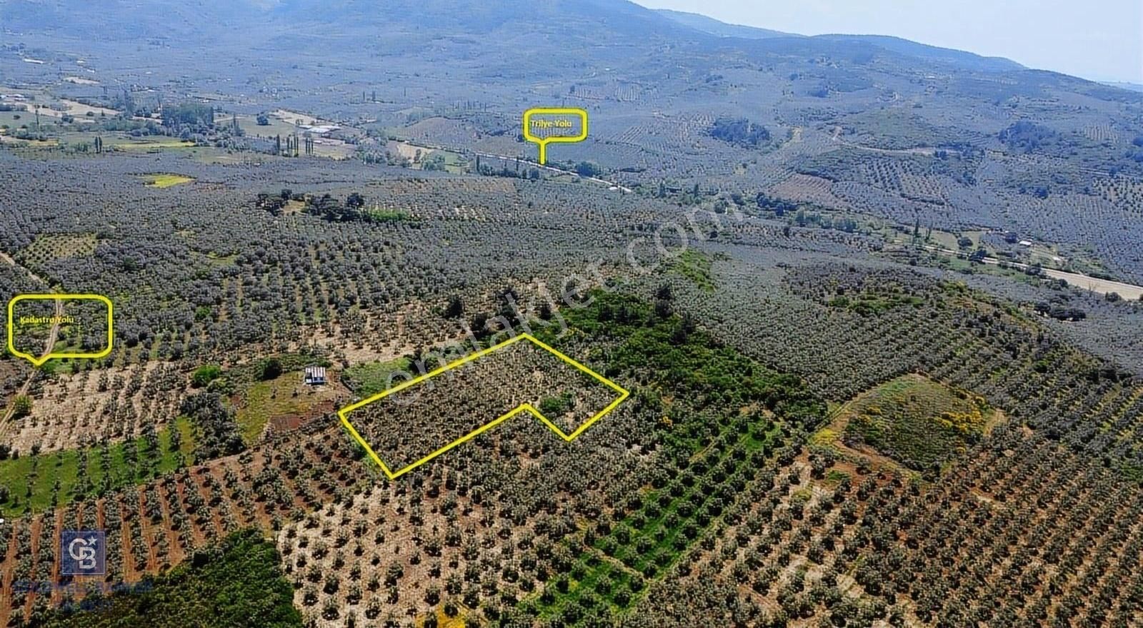 Cb Everest'ten Mudanya Halilbey'de Satılık Bakımlı Zeytinlik - Görsel 9