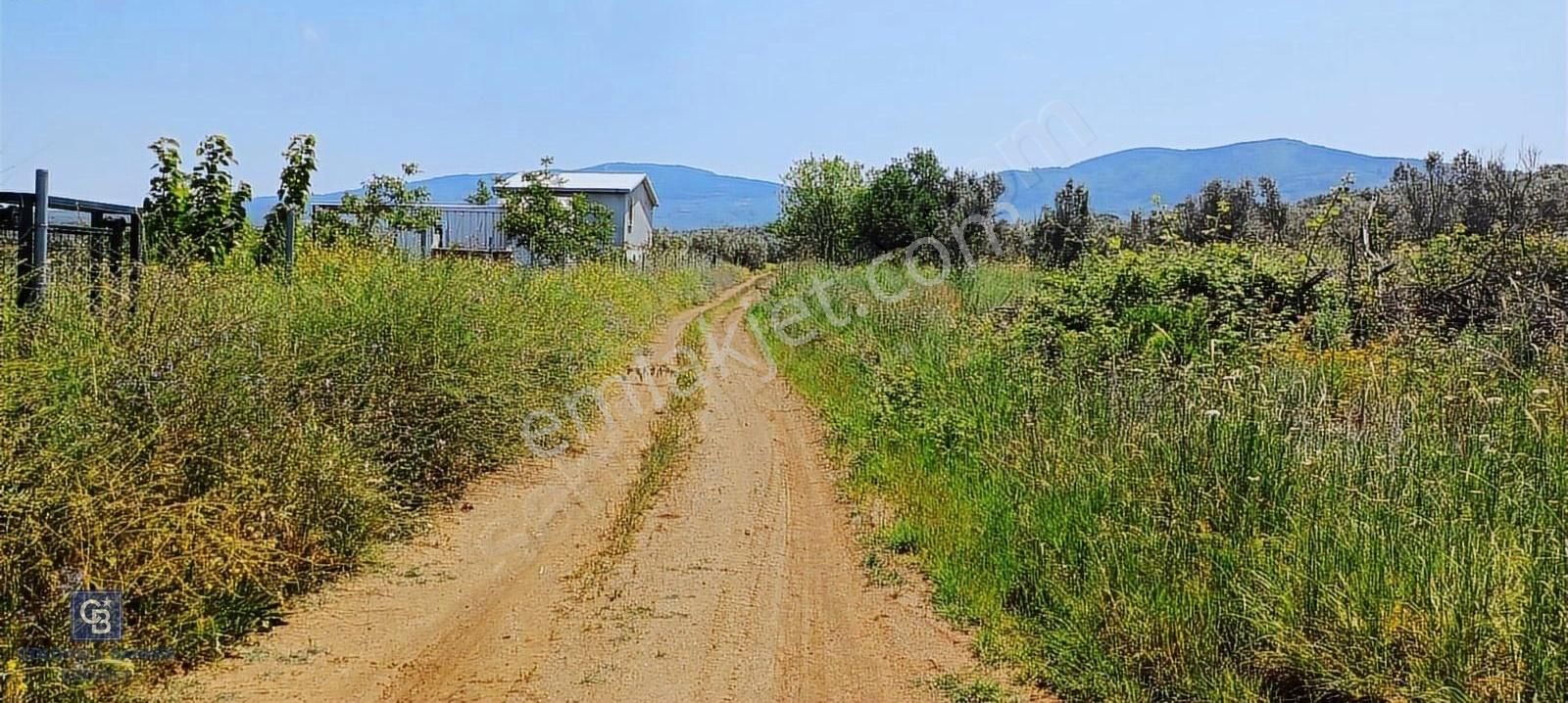 Cb Everest'ten Mudanya Halilbey'de Satılık Bakımlı Zeytinlik - Görsel 6