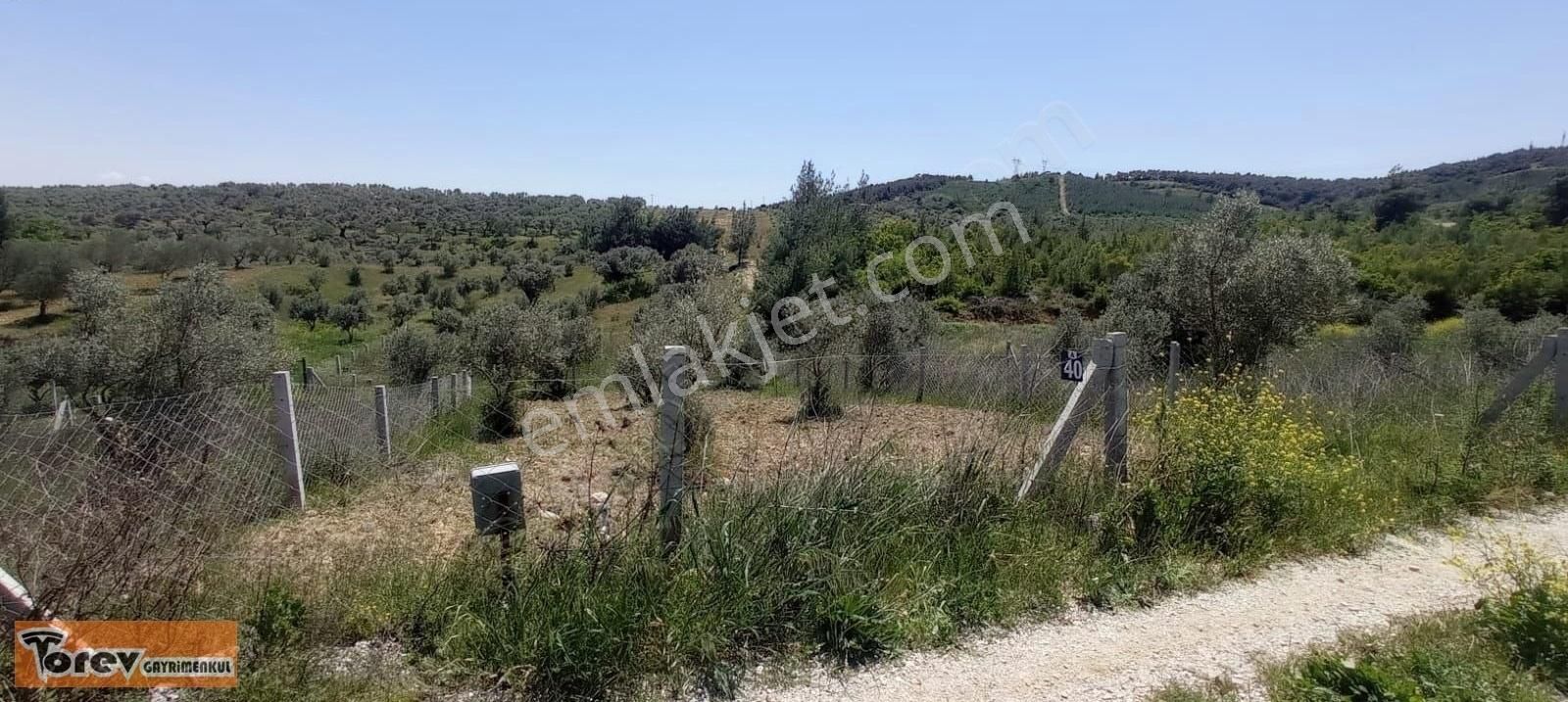 Bozköyde Satılık Hisse Tapulu Zeytinlik