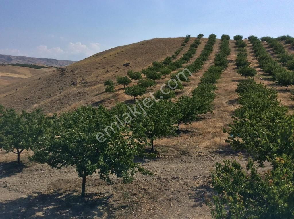 Elazığ Baskil Aşağı Kuluşaği Köyün De 42 Dönüm Kaysi Bahçesi Çok Acil Satıyorum