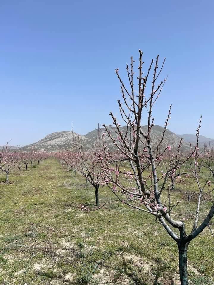 Tarla Değil Fabrika... - Görsel 19
