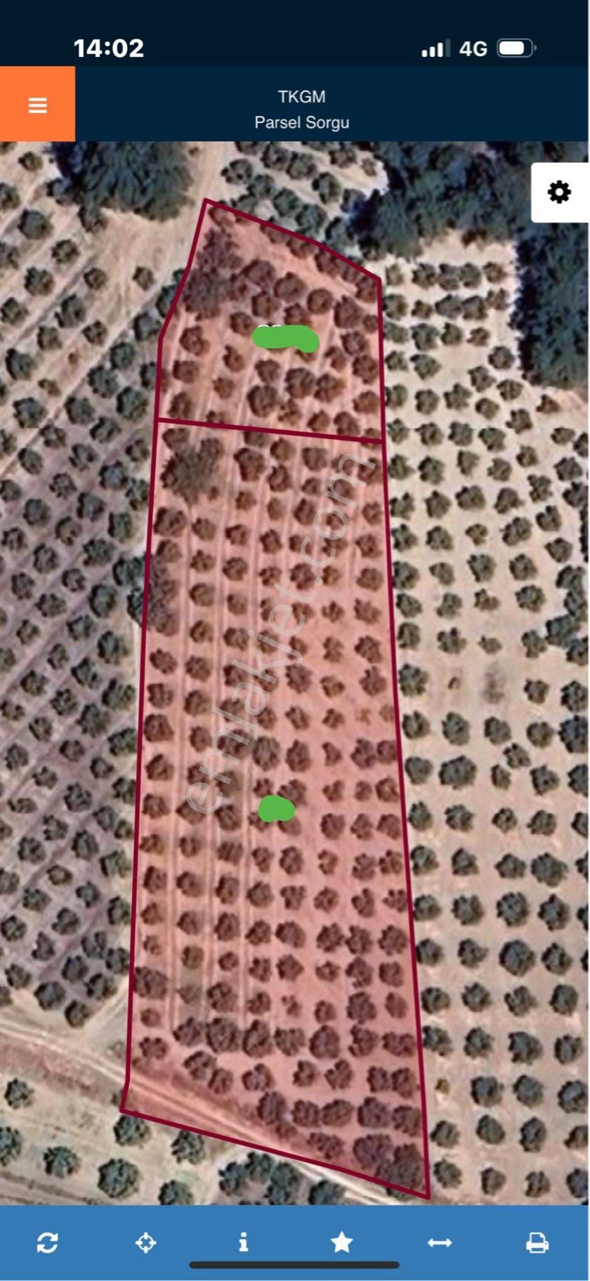 Acil Satılık Zeytinlik
