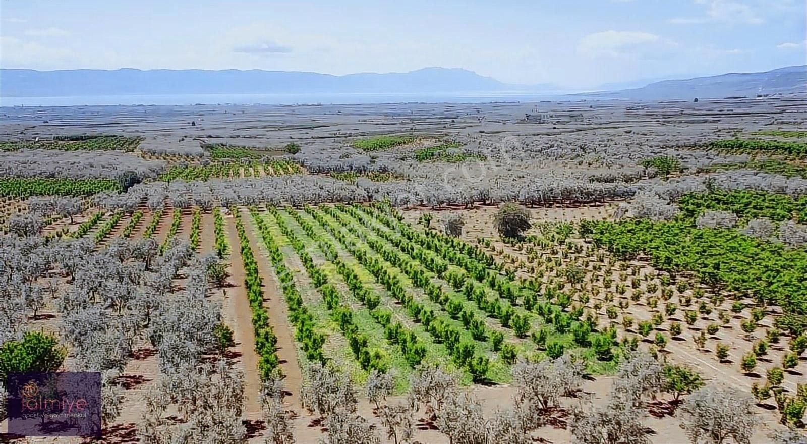 Ömerli'de Göl Manzaralı 2,300 M2 Nektarin Bahçesi