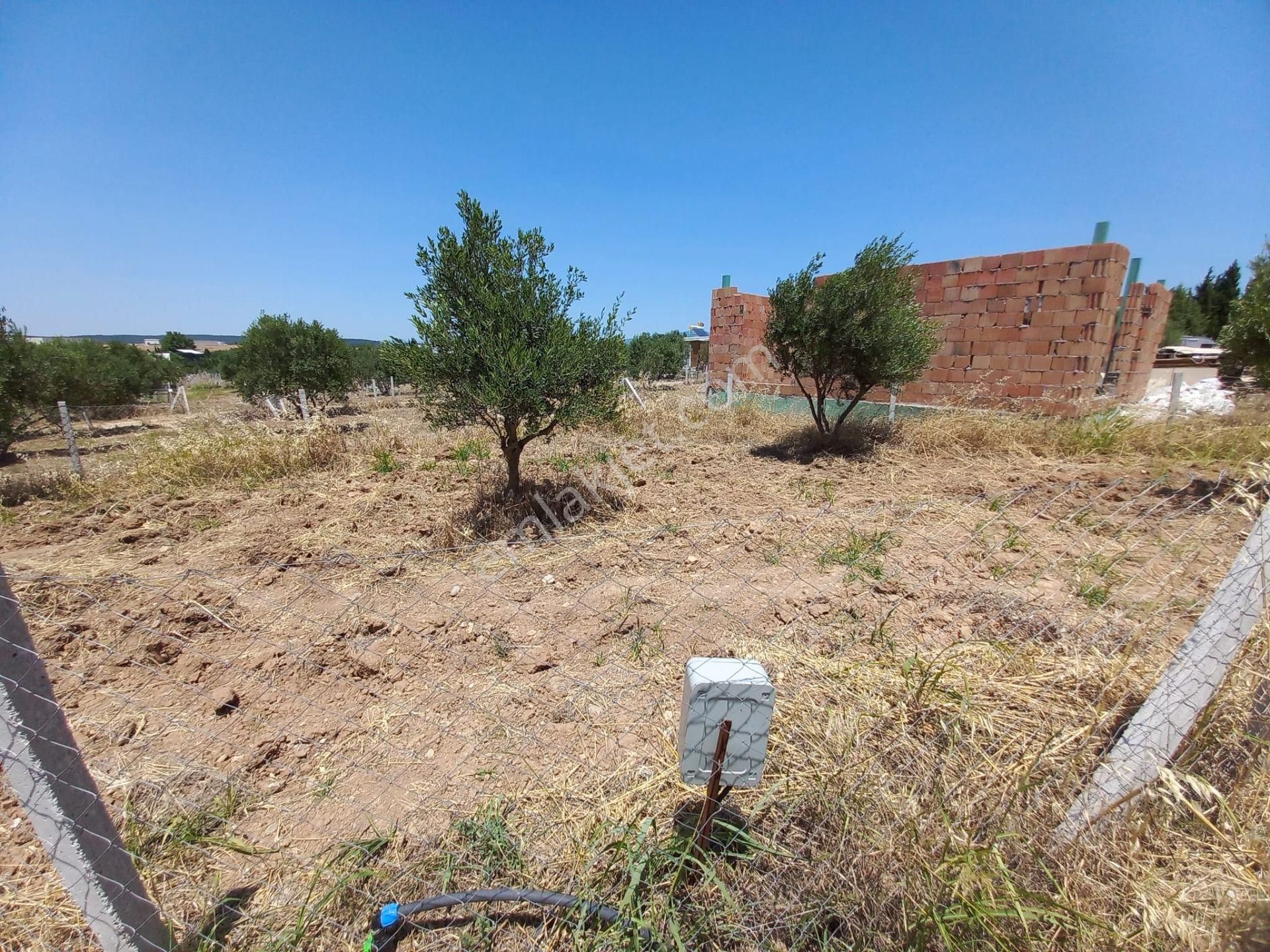 Turpa Lotus'tan 240 M2 Satılık Kooperatif Hobi Bahçesi - Görsel 5
