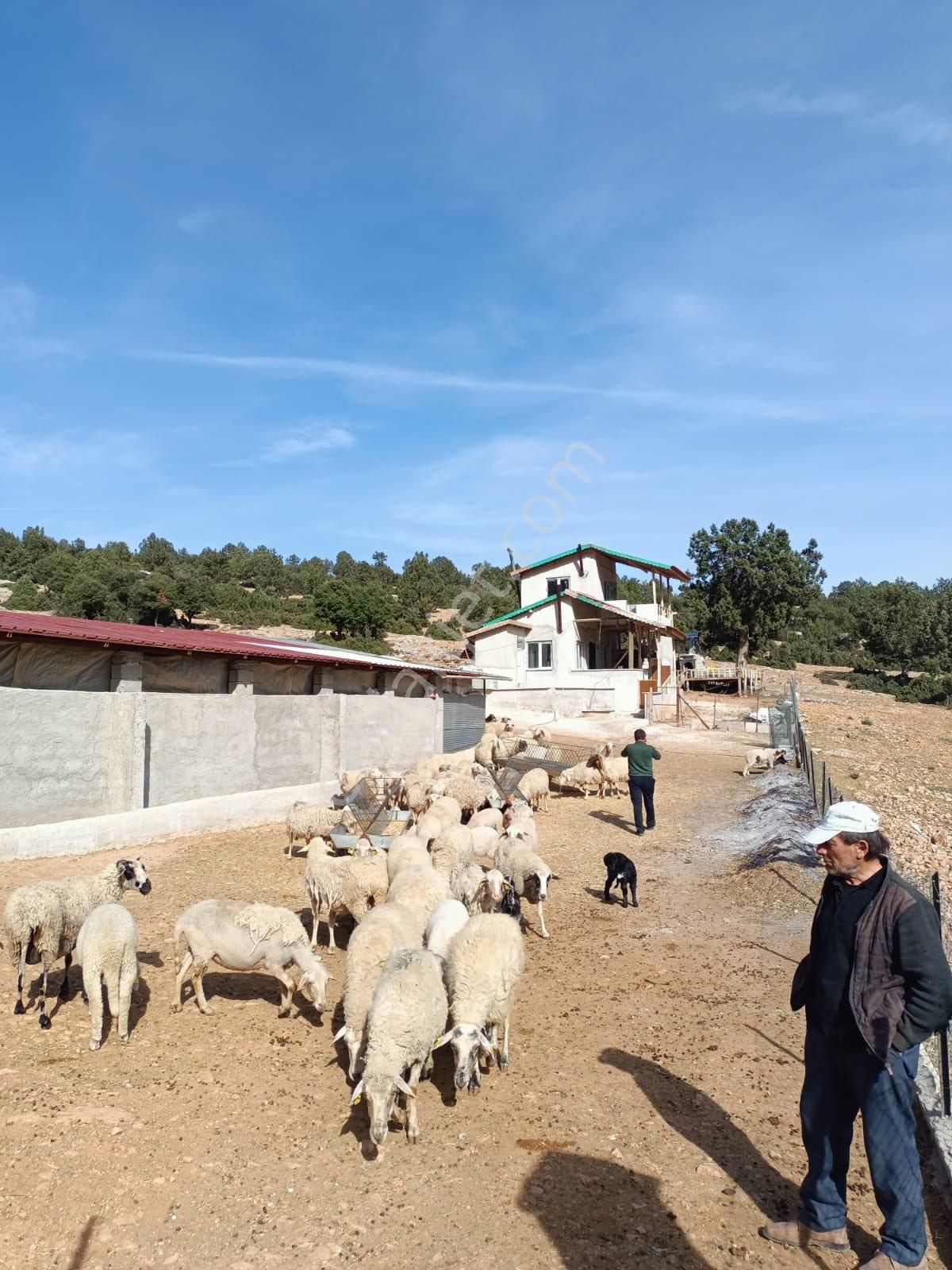 Satılık Çiftlik Burdur Yeşilova
