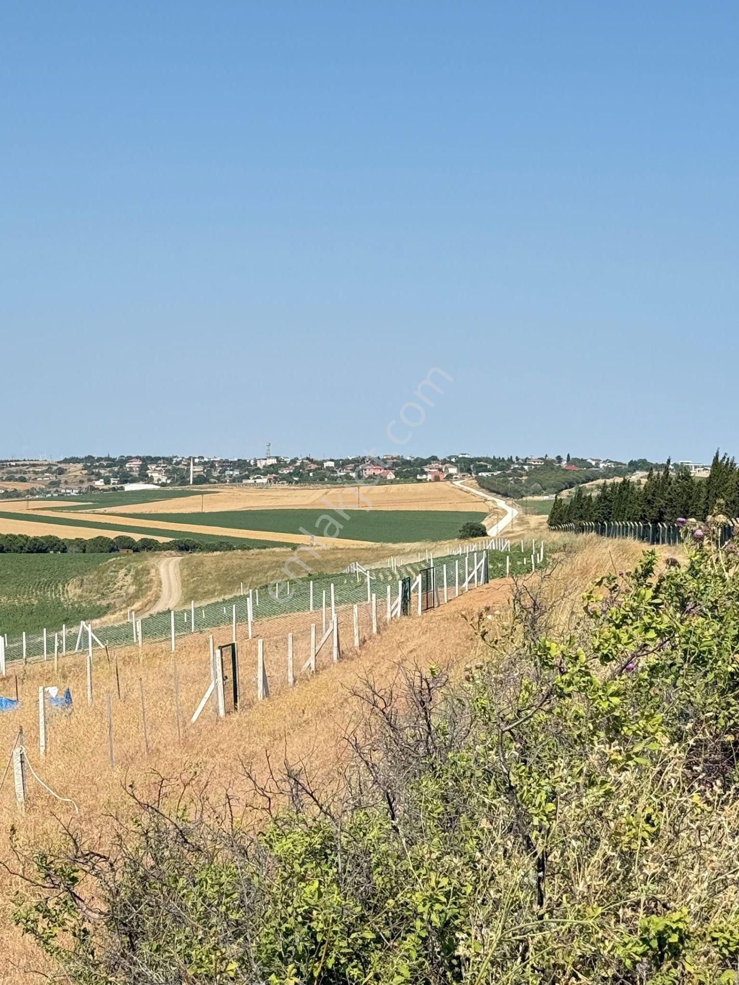 Çeşmeli Mahallesi 500 Mt Etrafı Çevrili İçerisinde Yetişkin Ceviz Ağaçları Mevcut Arsa