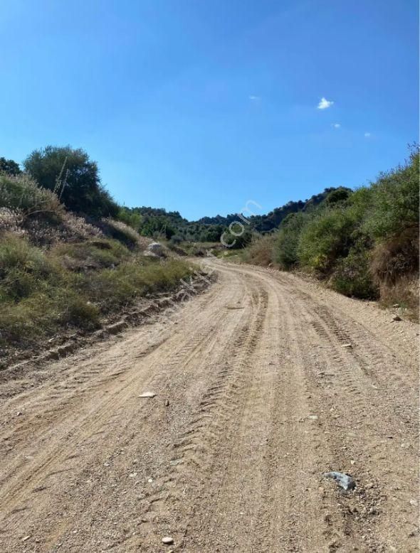 Nazıllı Sehır Gayrımenkulden Isabeylı Atca Yolunda Satılık Zeytınlık