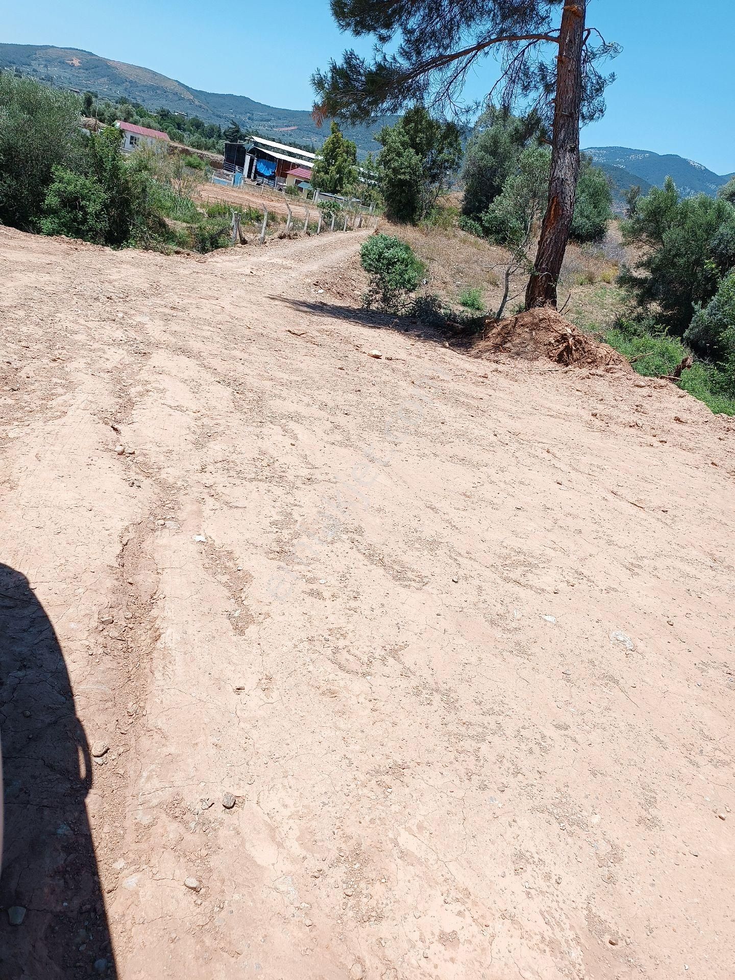 Torbalı Çakırbeyli Kavşağının Geçince Sağda Satılık Zeytinlik - Görsel 14