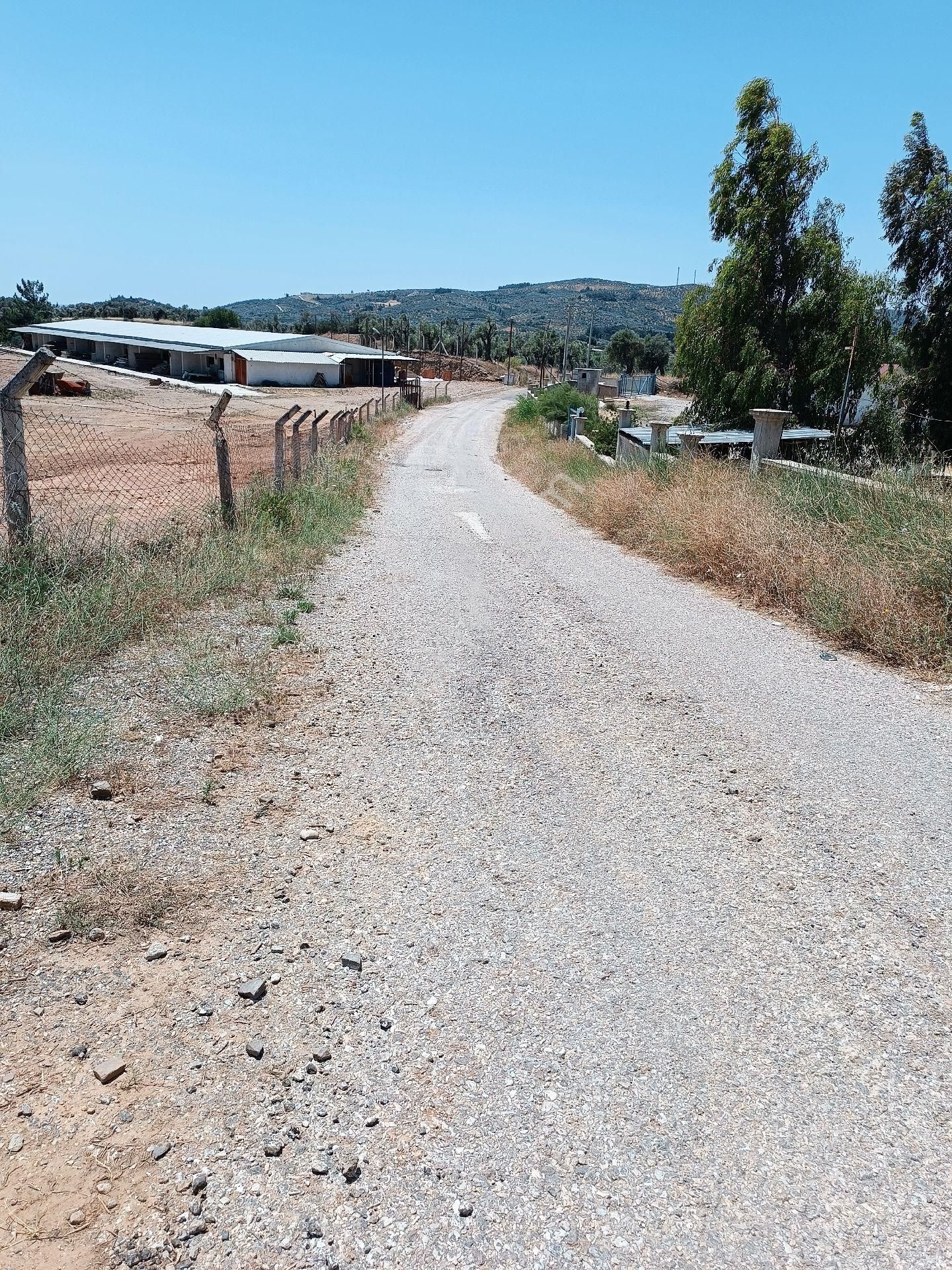 Torbalı Çakırbeyli Kavşağının Geçince Sağda Satılık Zeytinlik