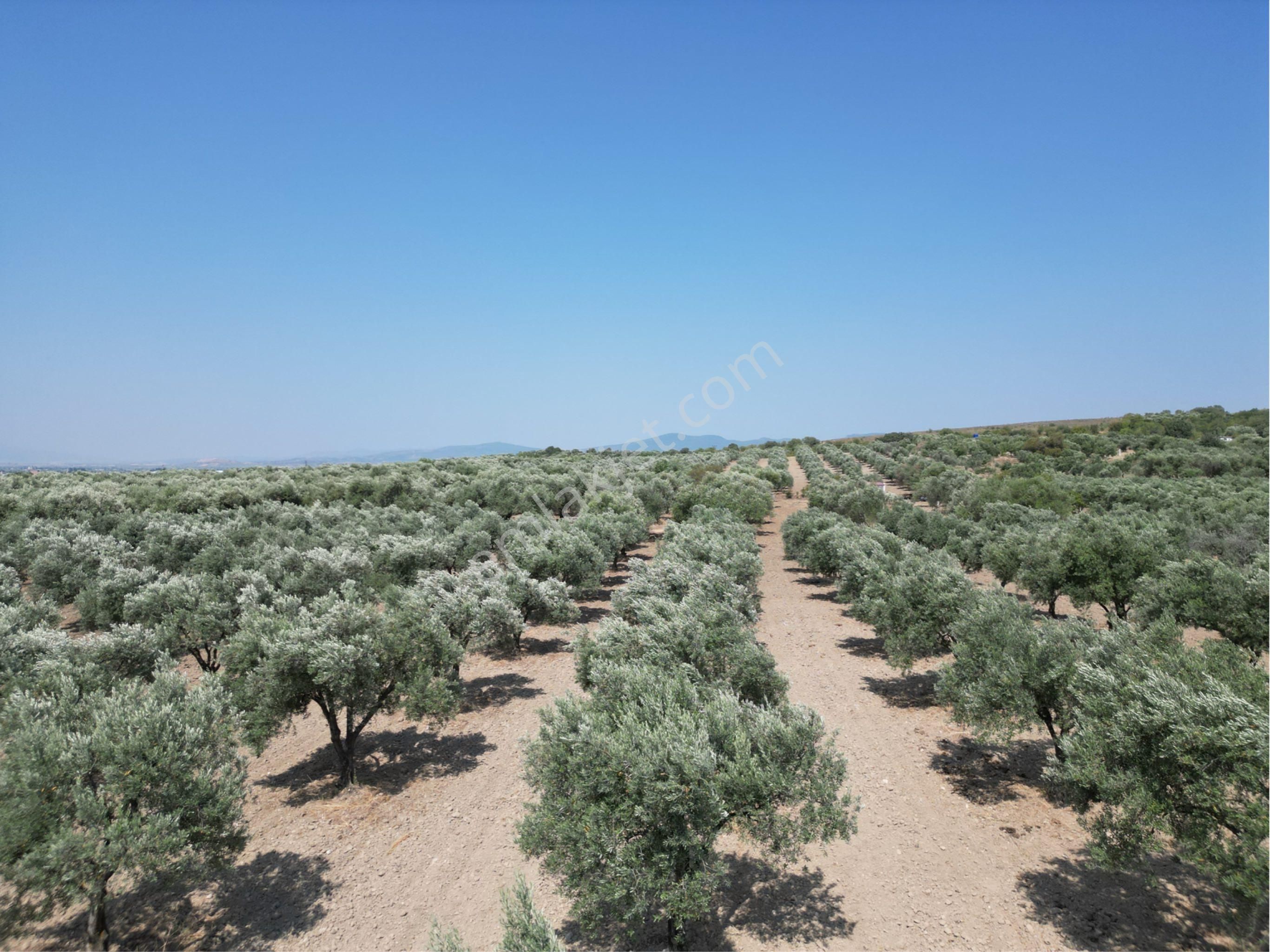Beyaz Gayrımenkulden Saruhanlı Kepenekli Mh 2,750 M2 Süper Zeytinlik - Görsel 16