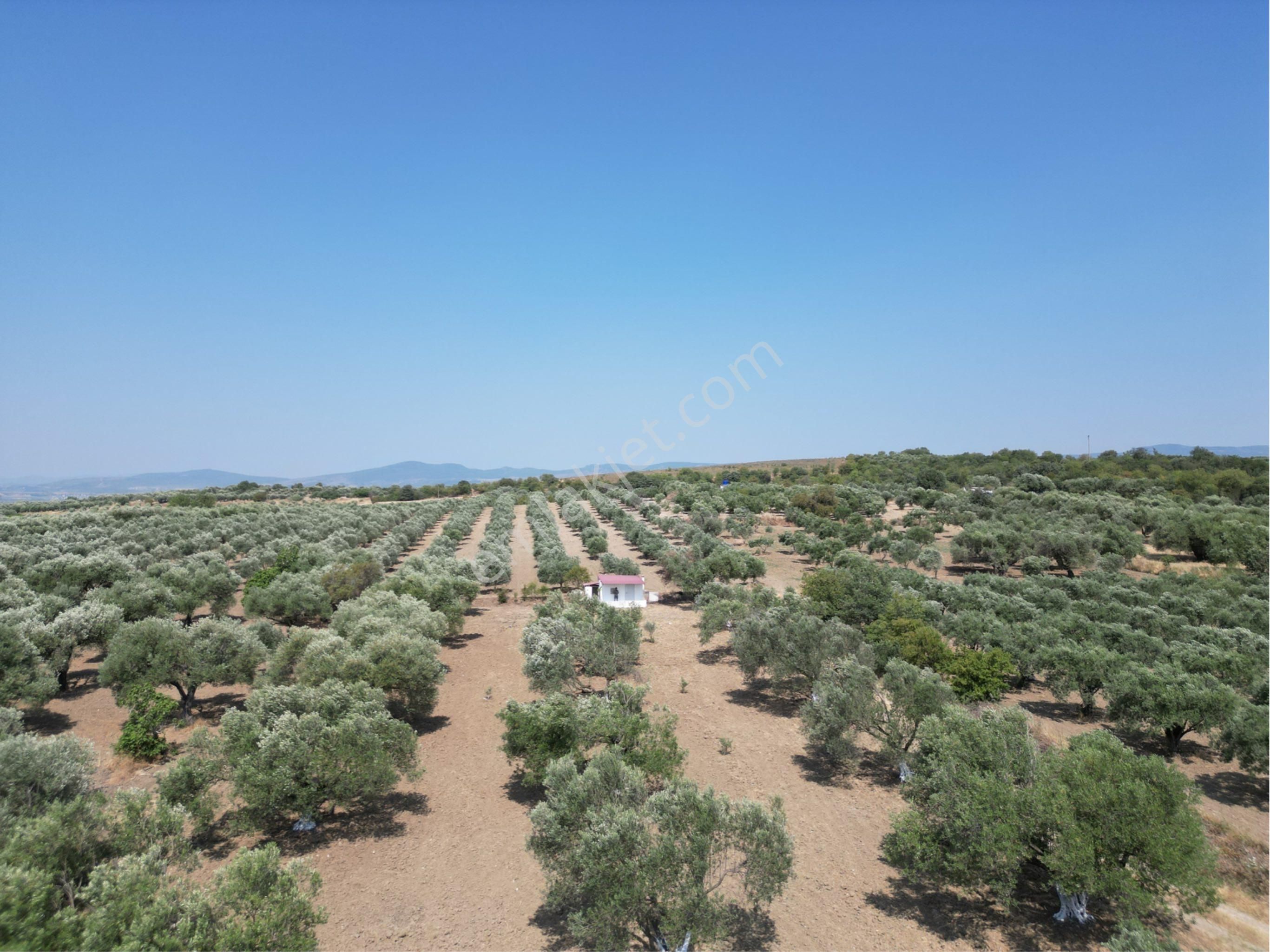 Beyaz Gayrımenkulden Saruhanlı Kepenekli Mh 2,750 M2 Süper Zeytinlik - Görsel 21