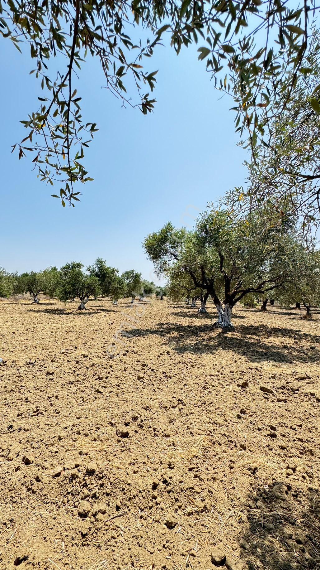 Beyaz Gayrımenkulden Saruhanlı Kepenekli Mh 2,750 M2 Süper Zeytinlik - Görsel 32