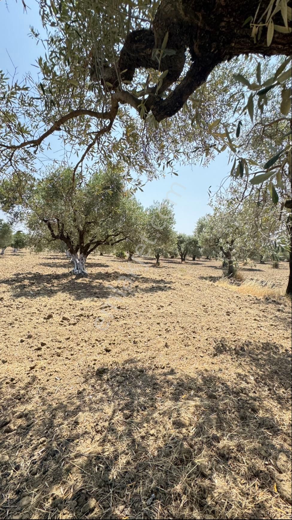Beyaz Gayrımenkulden Saruhanlı Kepenekli Mh 2,750 M2 Süper Zeytinlik - Görsel 31